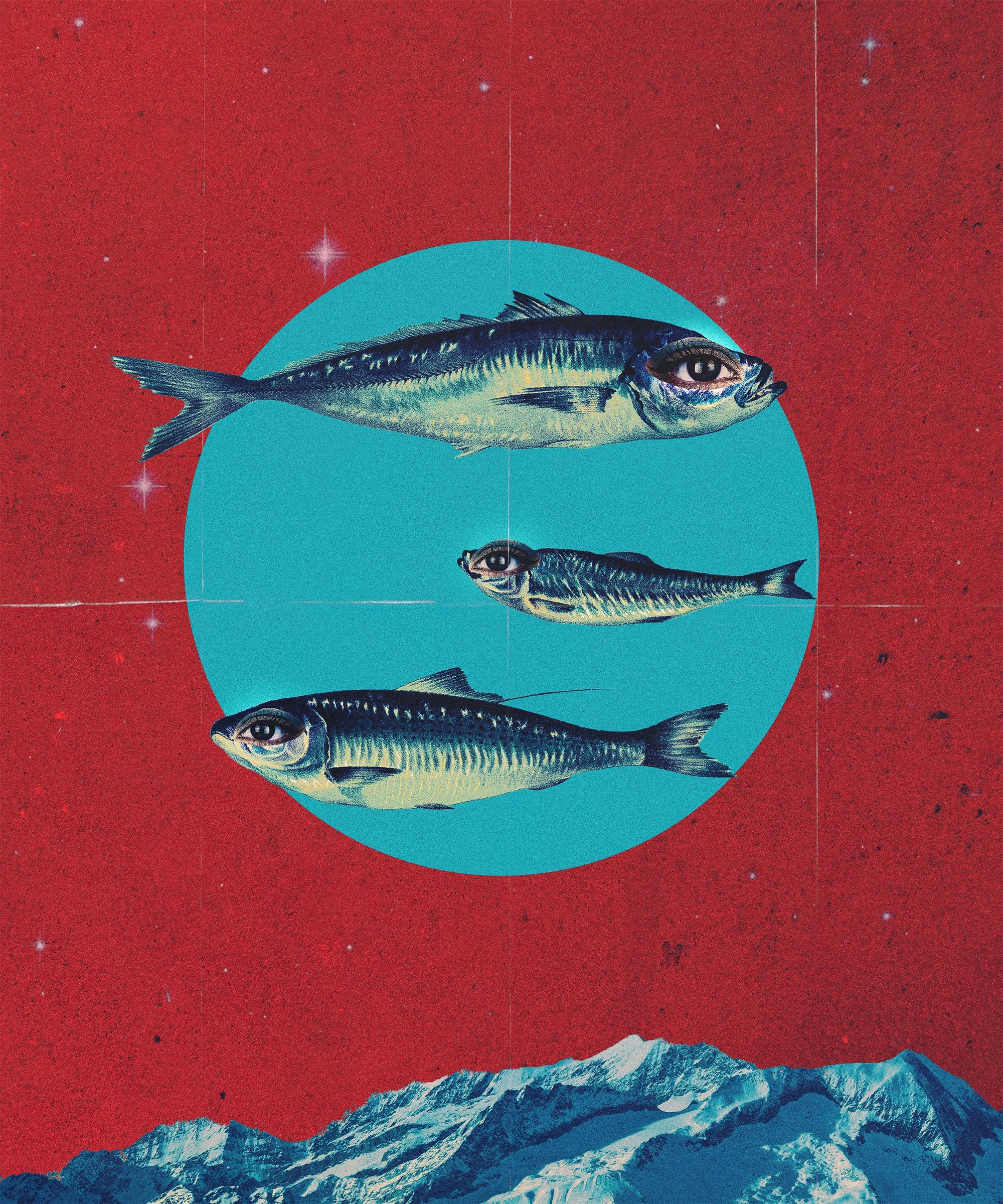 Sardines