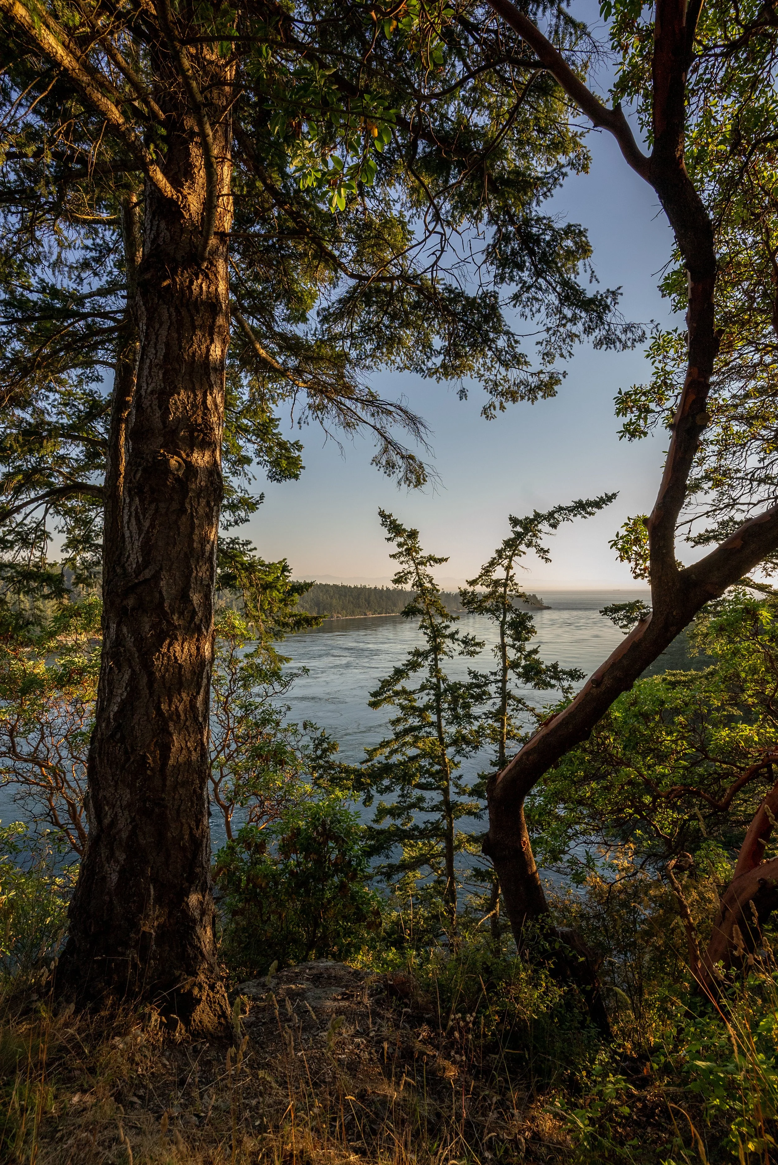 Tall trees with green leaves near a body of water during sunset, with a view of distant trees and a clear sky.