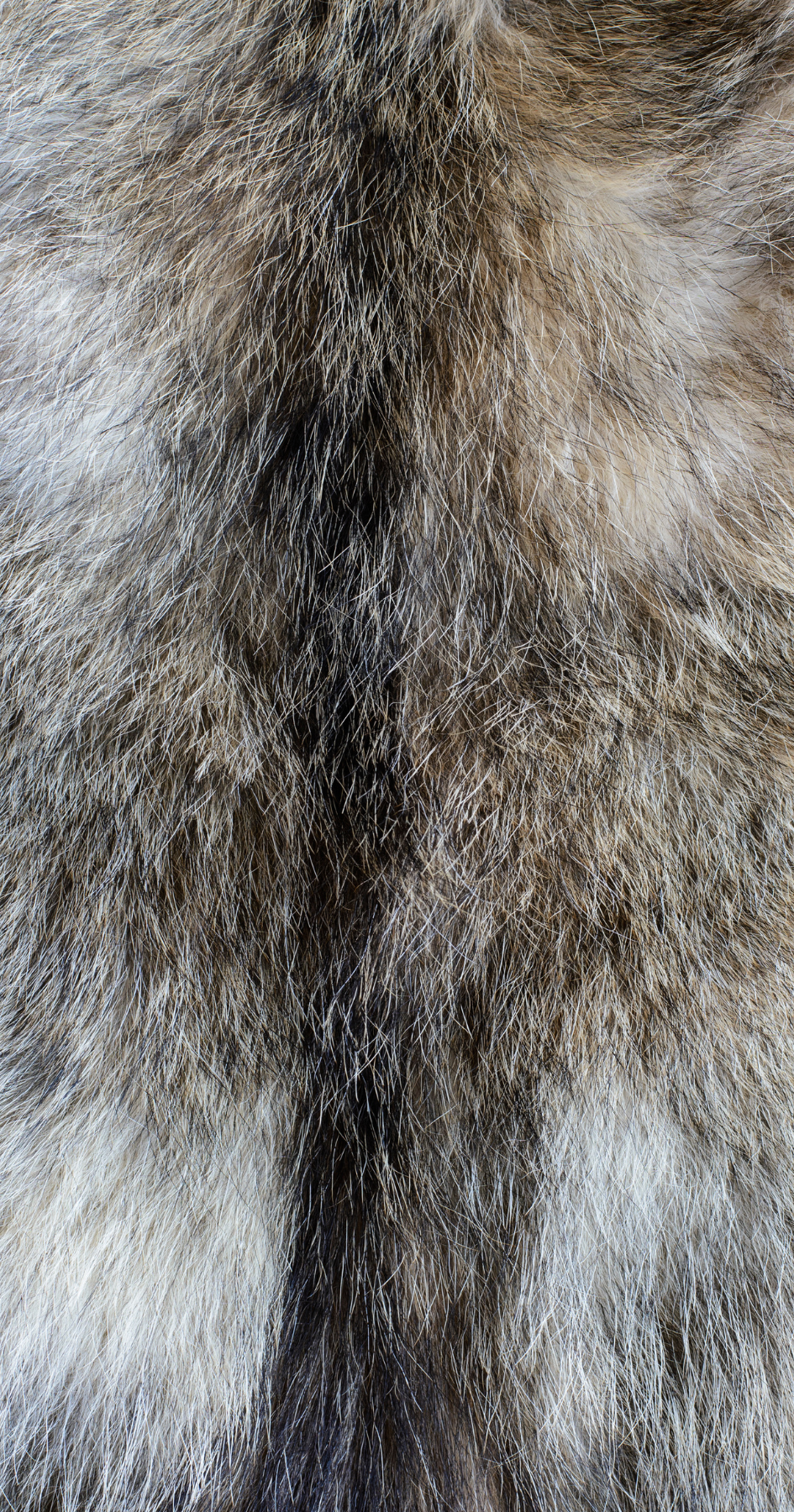 coyote fur