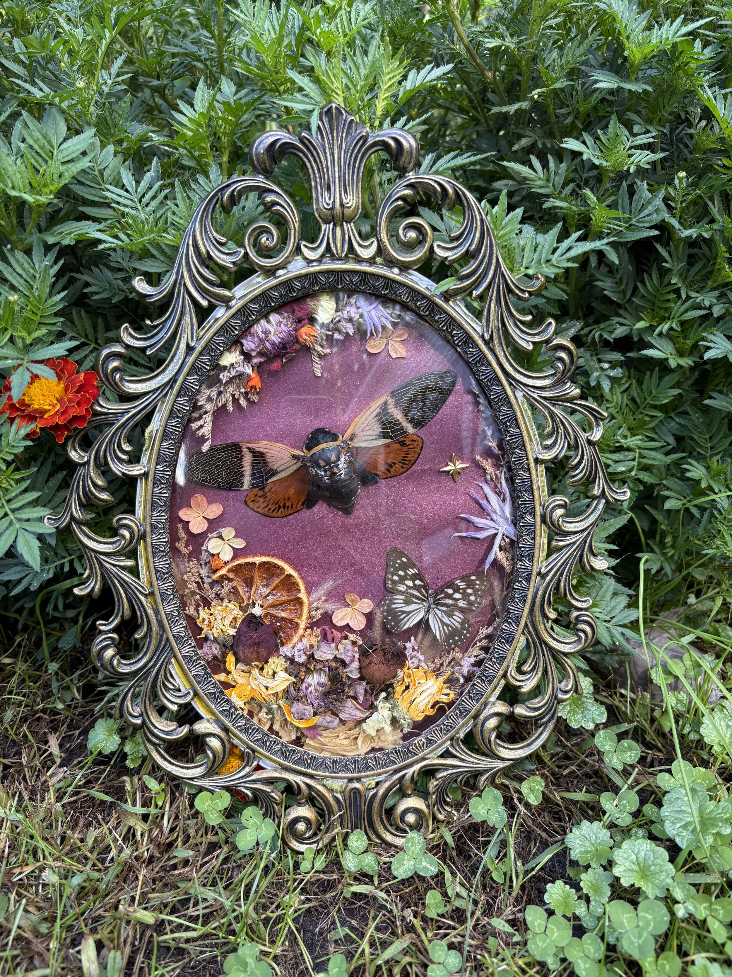 Purple Cicada Frame