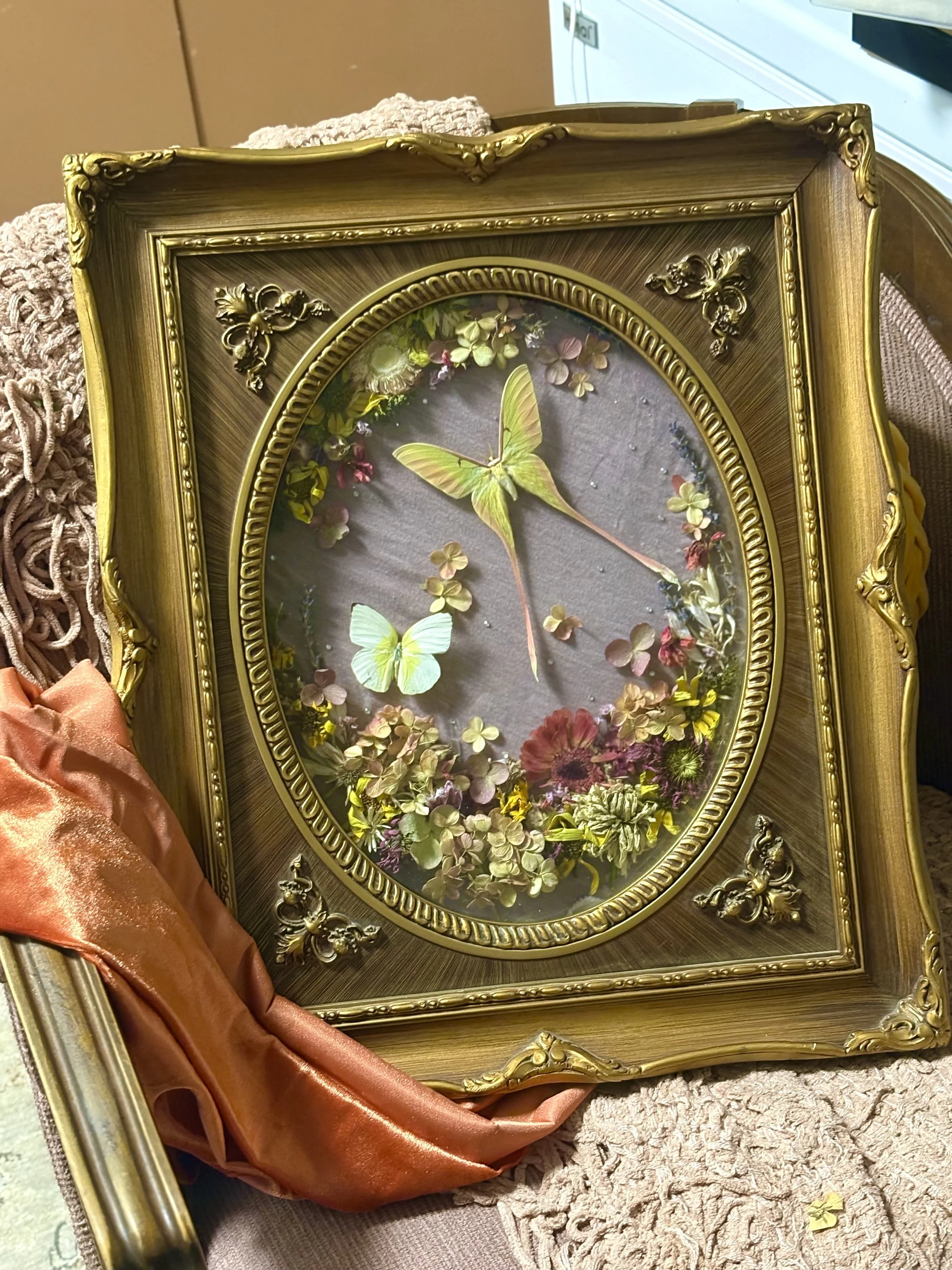 Chinese Moon Moth Frame