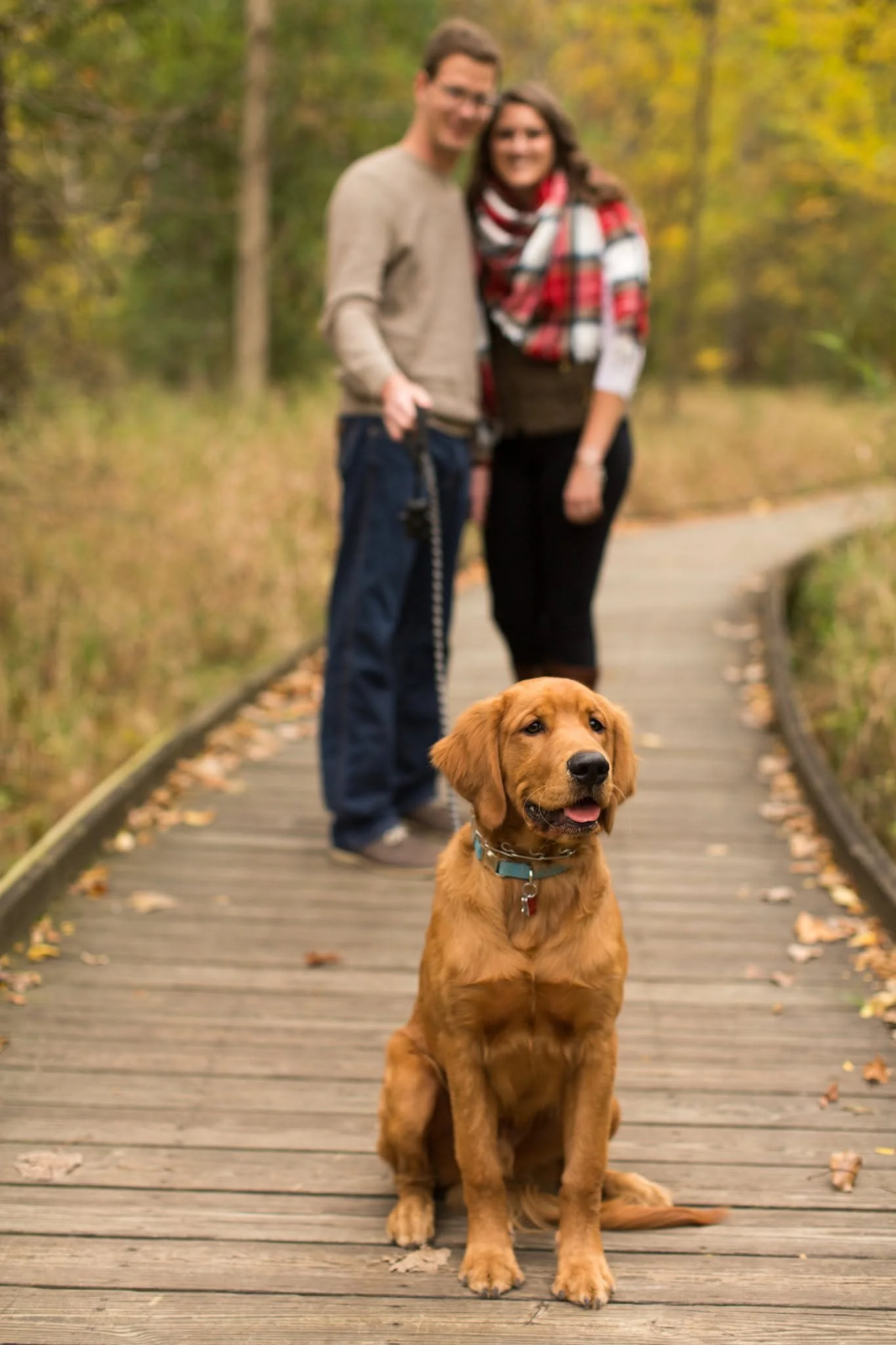 A golden retriever puppy sitting on a wooden bridge in a park during autumn, with a man and woman standing behind it, holding a leash. The background features trees with fall foliage.