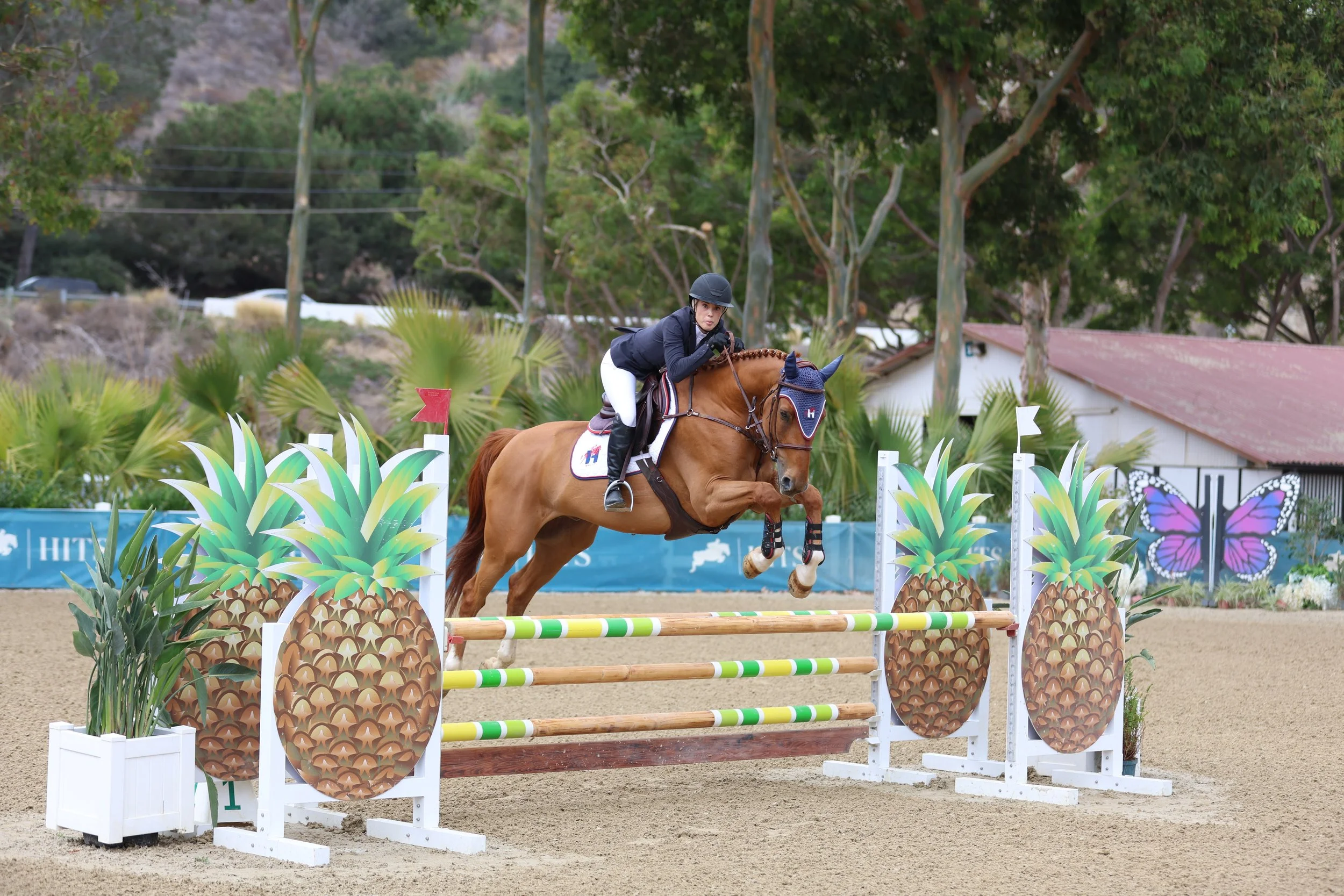 A female equestrian in black riding jacket and white riding pants riding a chestnut horse over a show jumping obstacle decorated with pineapple images, set in an outdoor arena with green trees in the background.