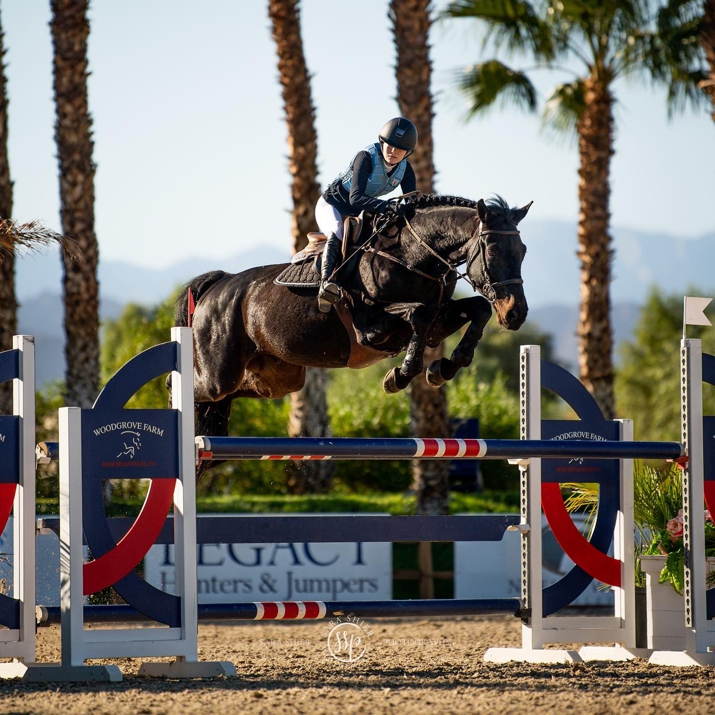 A person in riding gear and helmet jumping a horse over an obstacle during an equestrian competition at Woodgrove Farm, with palm trees and mountains in the background.