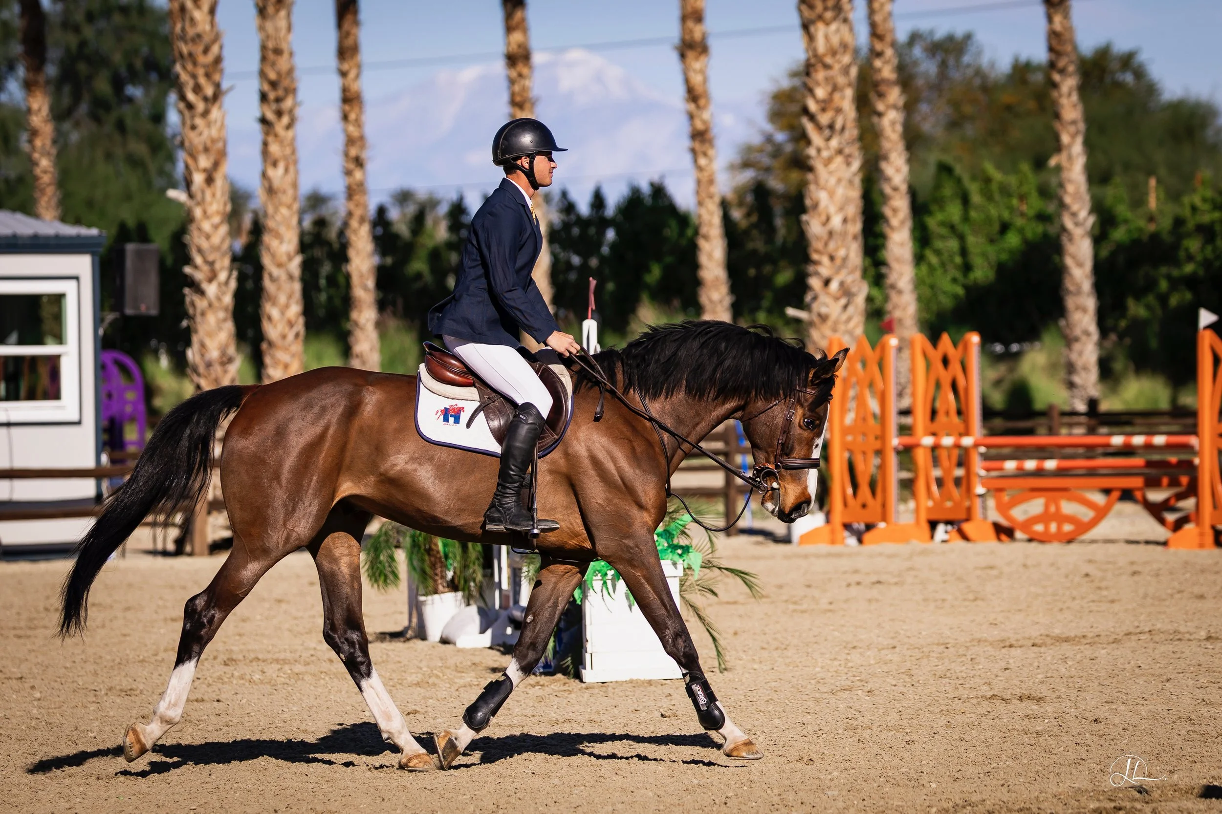 A man wearing a helmet and riding a brown horse during an equestrian event with show jumping obstacles and palm trees in the background.