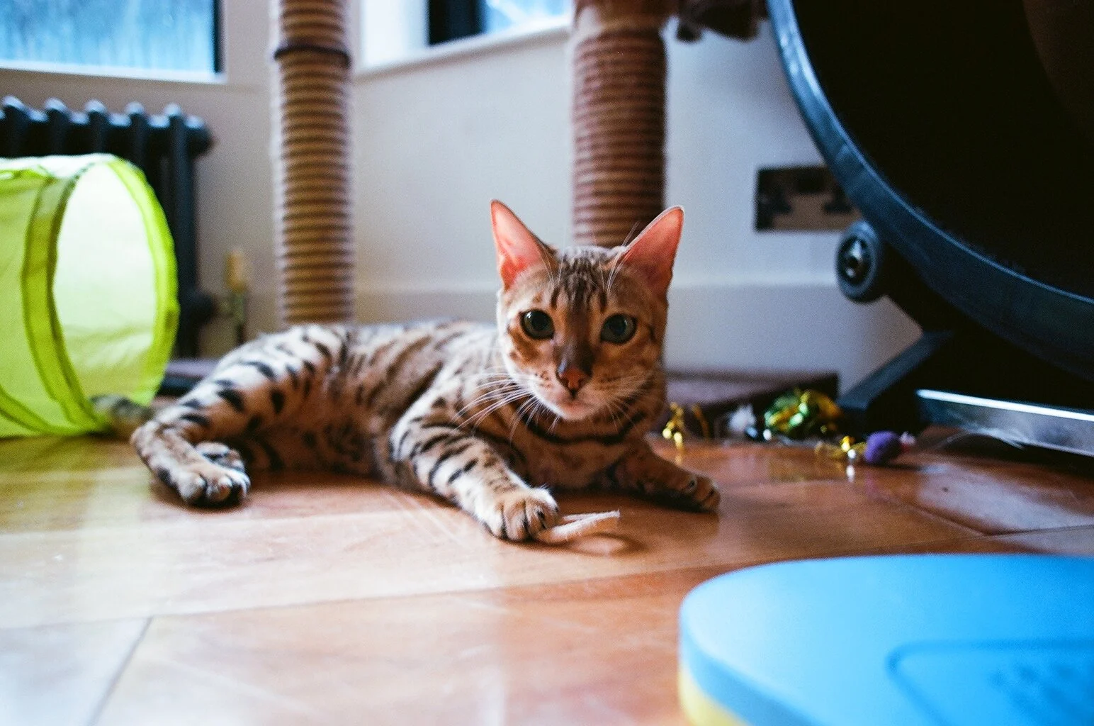 A domestic Bengal cat lying on a wooden floor, gazing directly at the camera, with playful objects and a scratching post nearby in a cozy room.