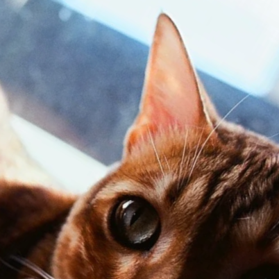 Close-up of a brown tabby cat's face showing one eye and ear, with a blurred background.