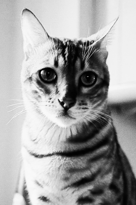 Black and white photo of a tabby cat with pointed ears and striped fur, looking at the camera.