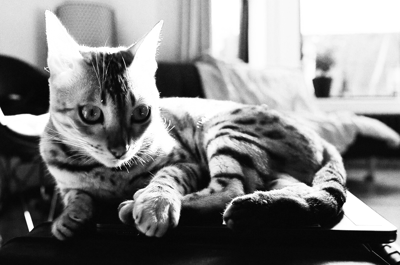 Black and white photo of a tabby cat with large eyes, lying on a closed laptop on a table or desk near a window.