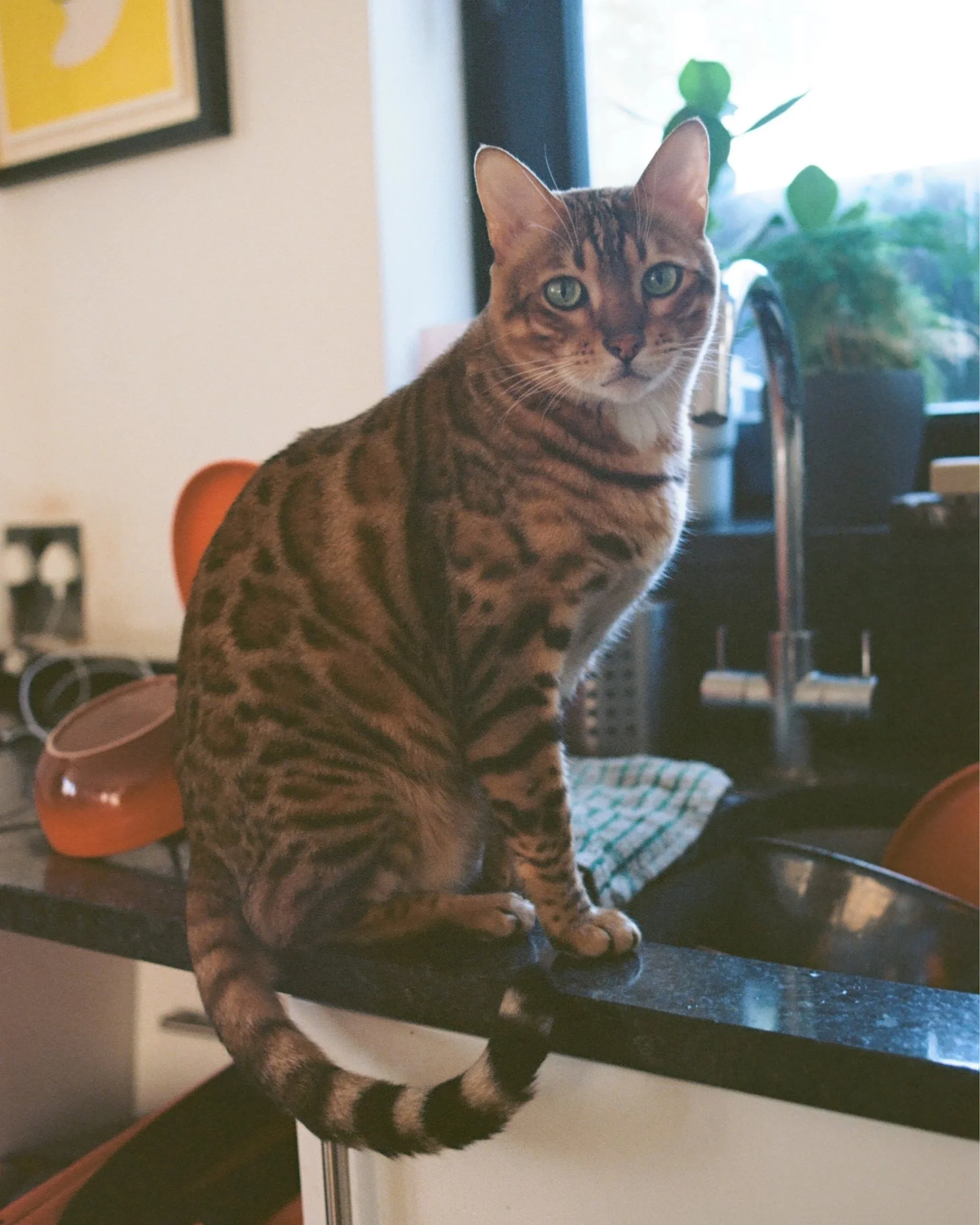 A tabby cat with green eyes sitting on a black countertop near a window with plants in the background.
