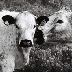 Two cows in water facing each other.