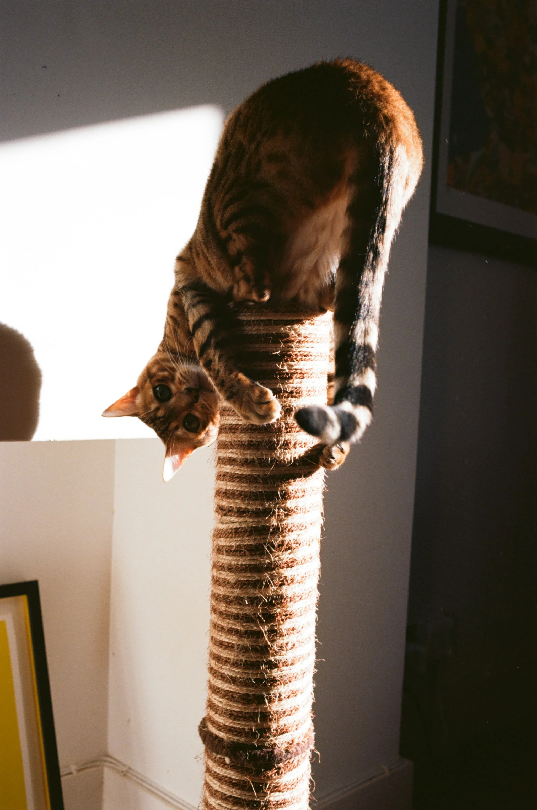 A domestic cat with orange and black striped fur hanging upside down from a tall, striped scratching post. The room has a gray wall, a framed picture, and a dark television or monitor in the background.