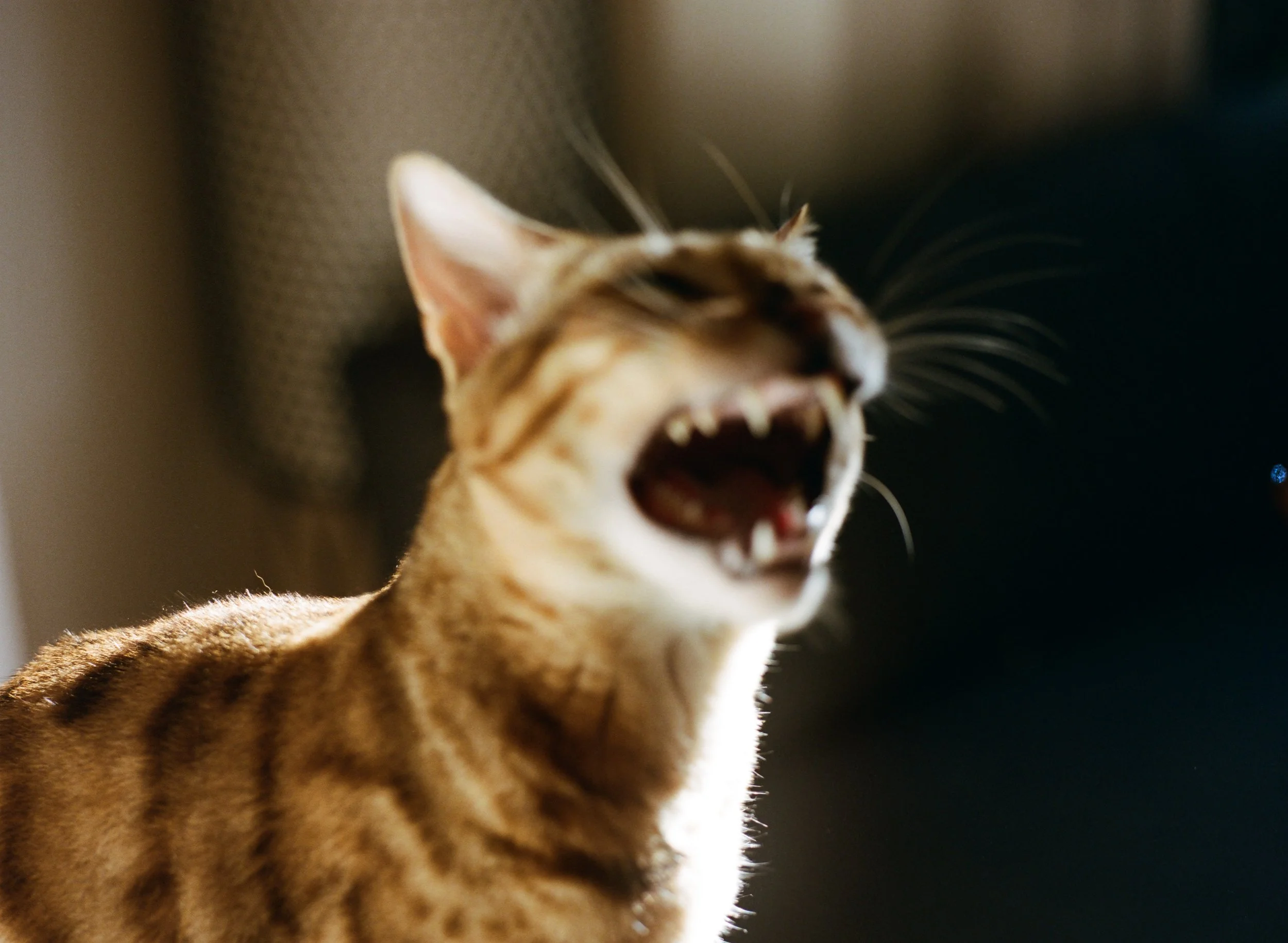 A yawning tiger with orange fur and black stripes.