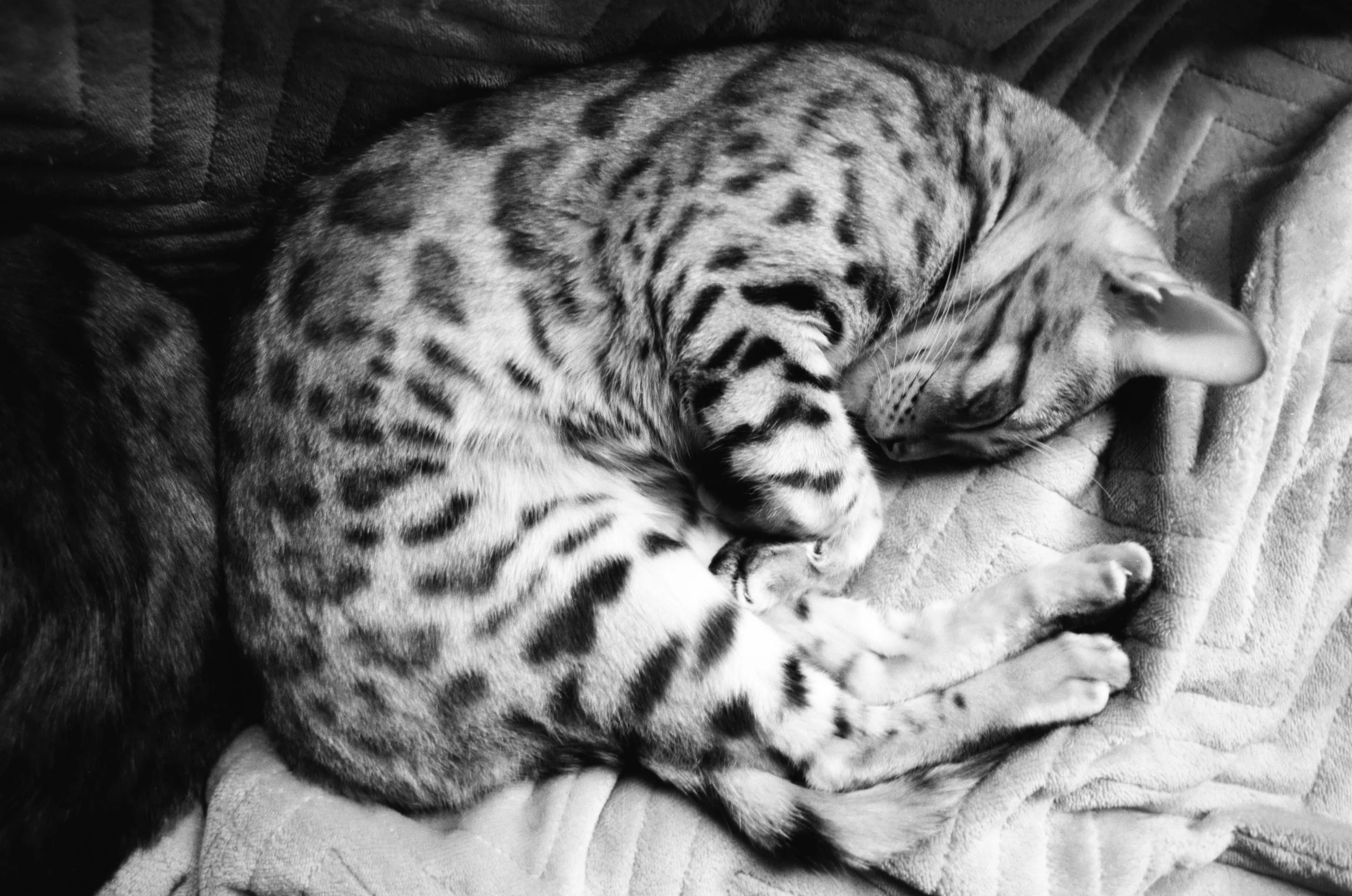A black-and-white photo of a sleeping leopard curled on a soft blanket.