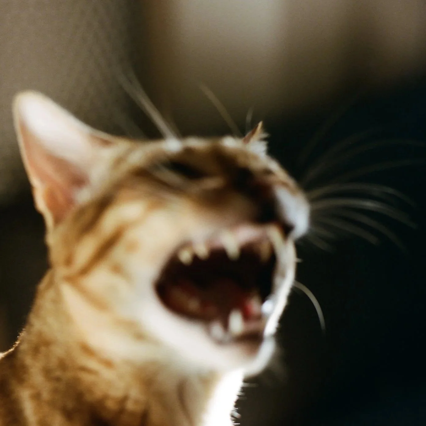 A close-up of a Bengal cat with its mouth wide open, showing its teeth, with a dark background and a person's arm.