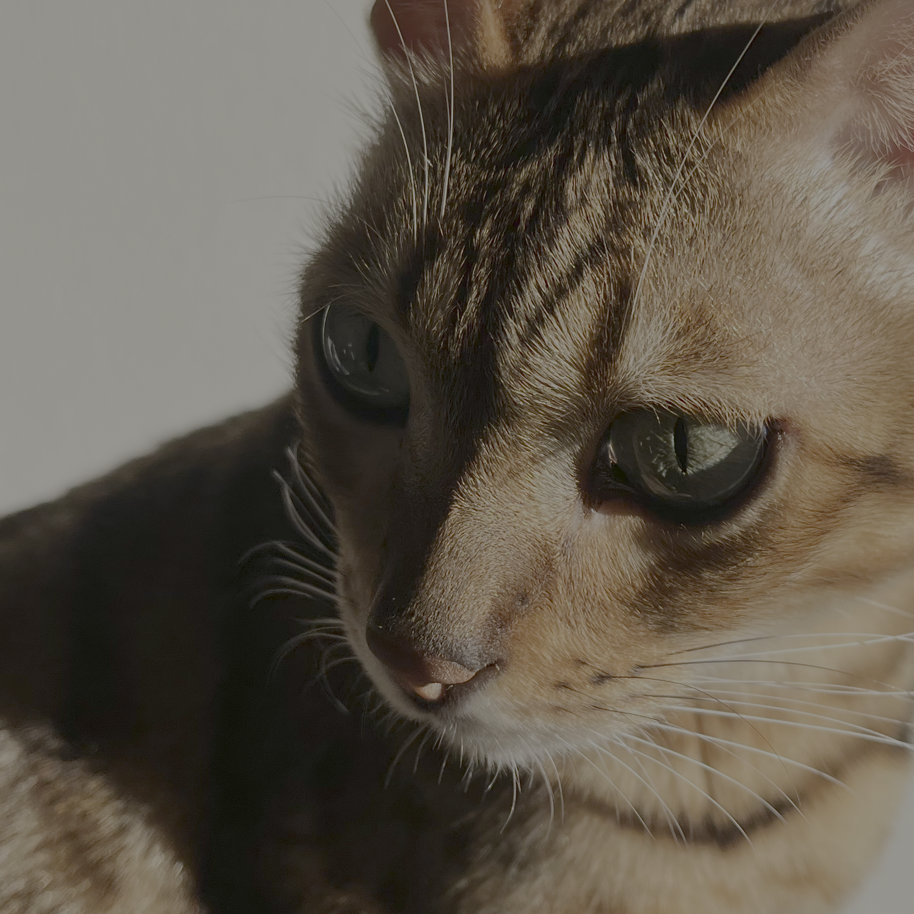 Close-up of a sleeping cat's face, showing its closed eye, pink nose, and fur with tabby markings.