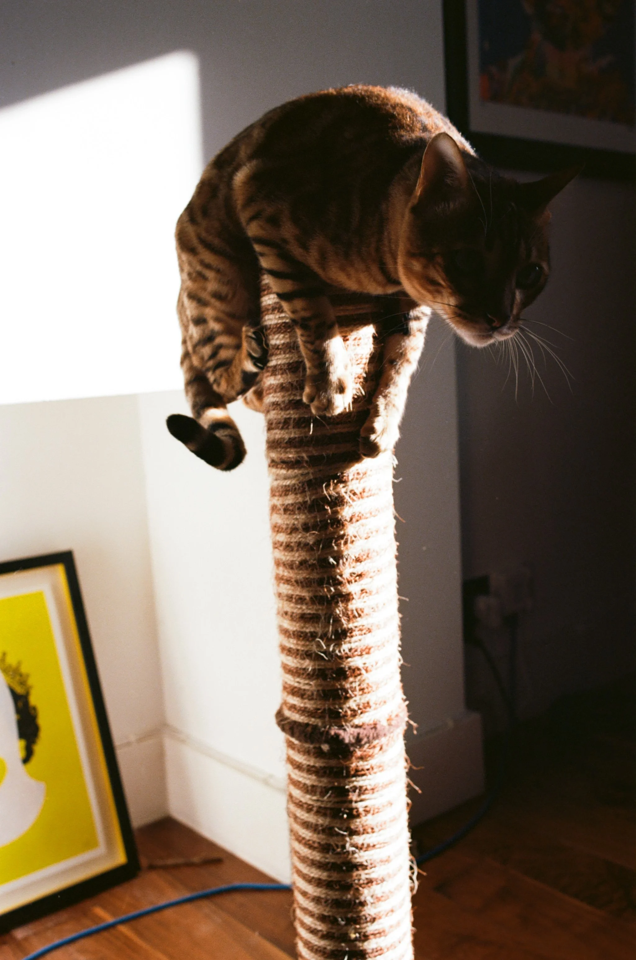 A Bengal cat perched on a scratching post inside a room with wooden flooring and framed artwork on the wall.