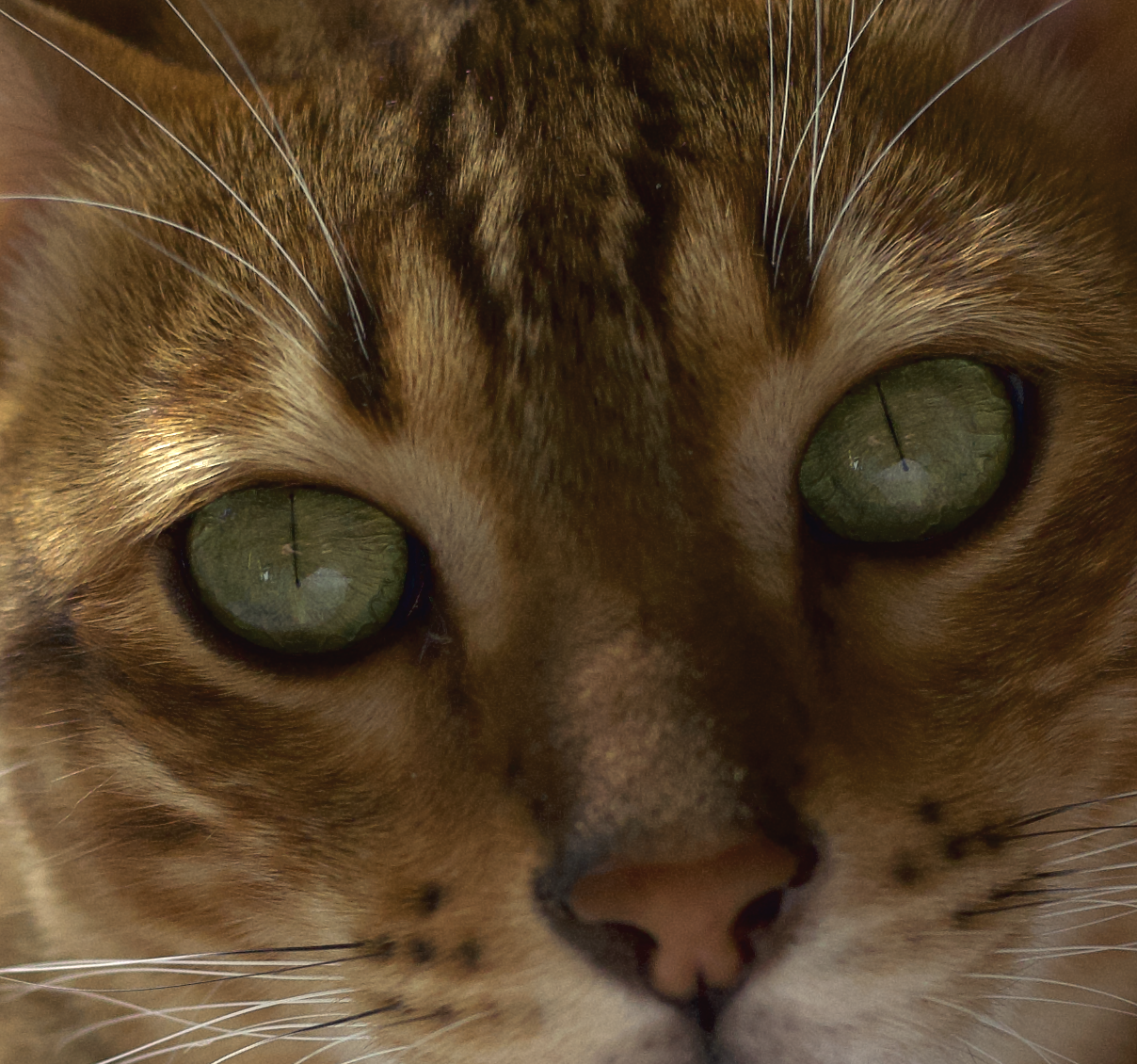 Close-up of a brown tabby cat's face showing green eyes and fur patterns.