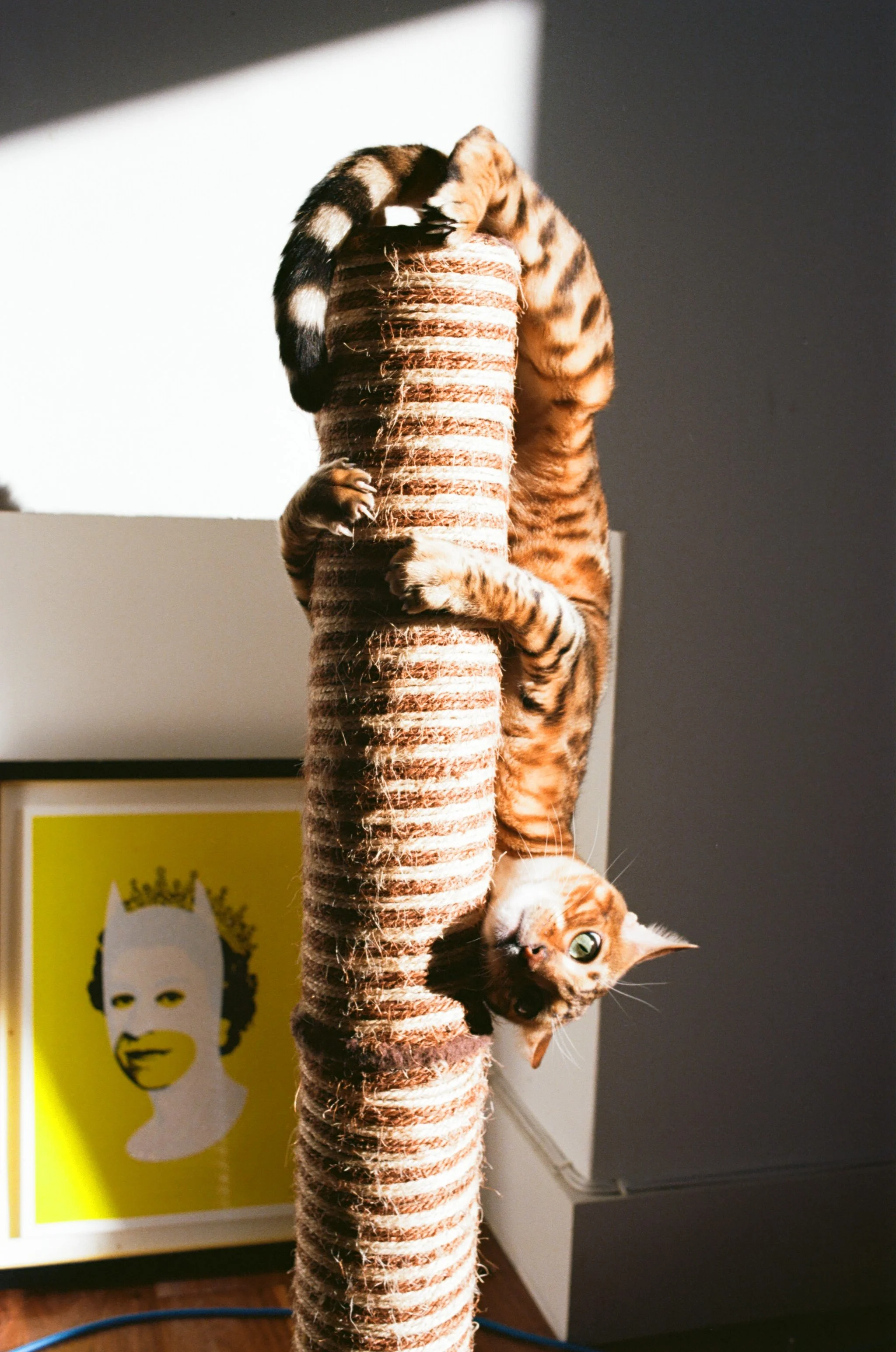 A young orange tabby cat with green eyes upside down on a scratching post, the cat's head hanging at the bottom of the post. Behind the cat, there is a framed yellow poster with a stylized white portrait of a person with black hair.