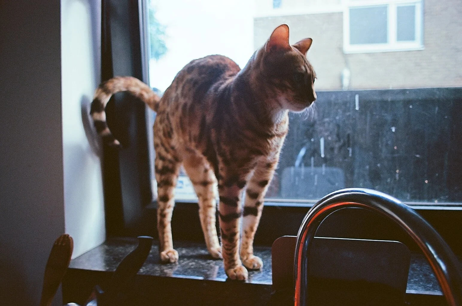 A Bengal cat standing on a kitchen counter near a window, looking outside.