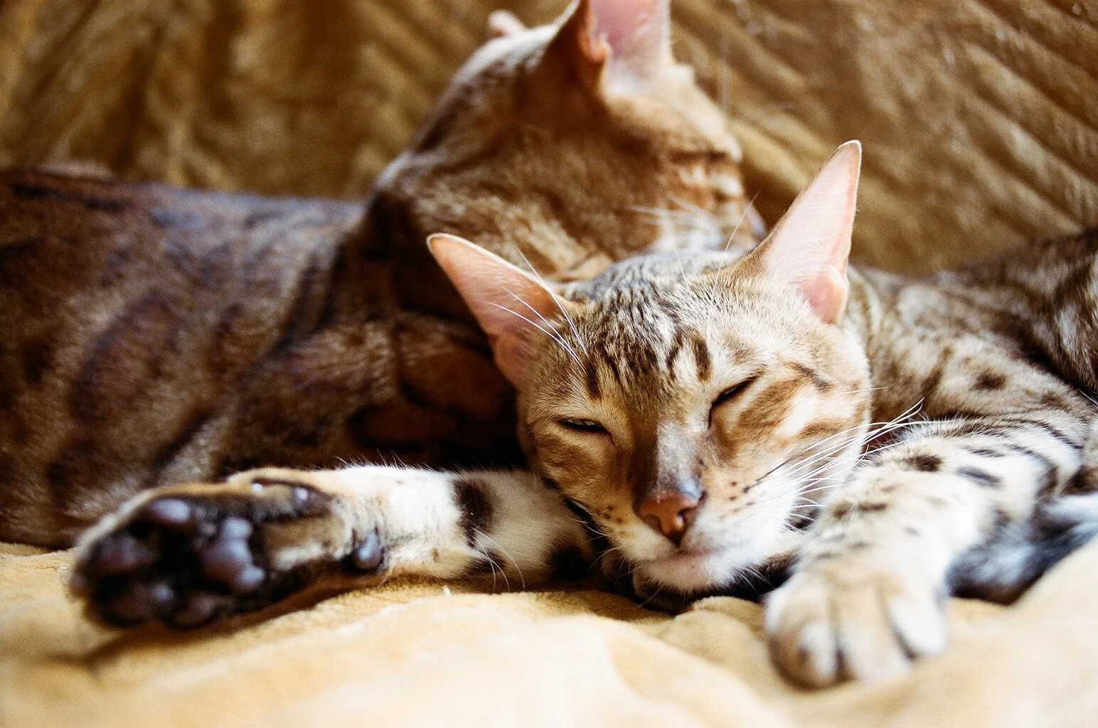 Two cats cuddling together, one with a light-colored coat and the other with a darker coat, lying on a soft surface.