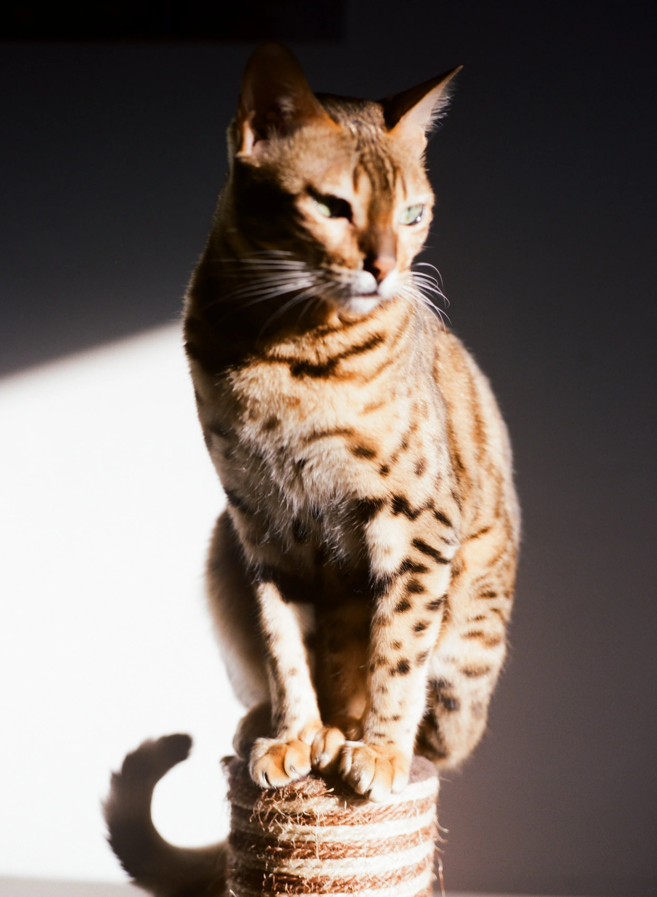 A Bengal cat with orange and black fur sits on a circular scratching post wrapped in sisal rope, with shadows cast on a white background.
