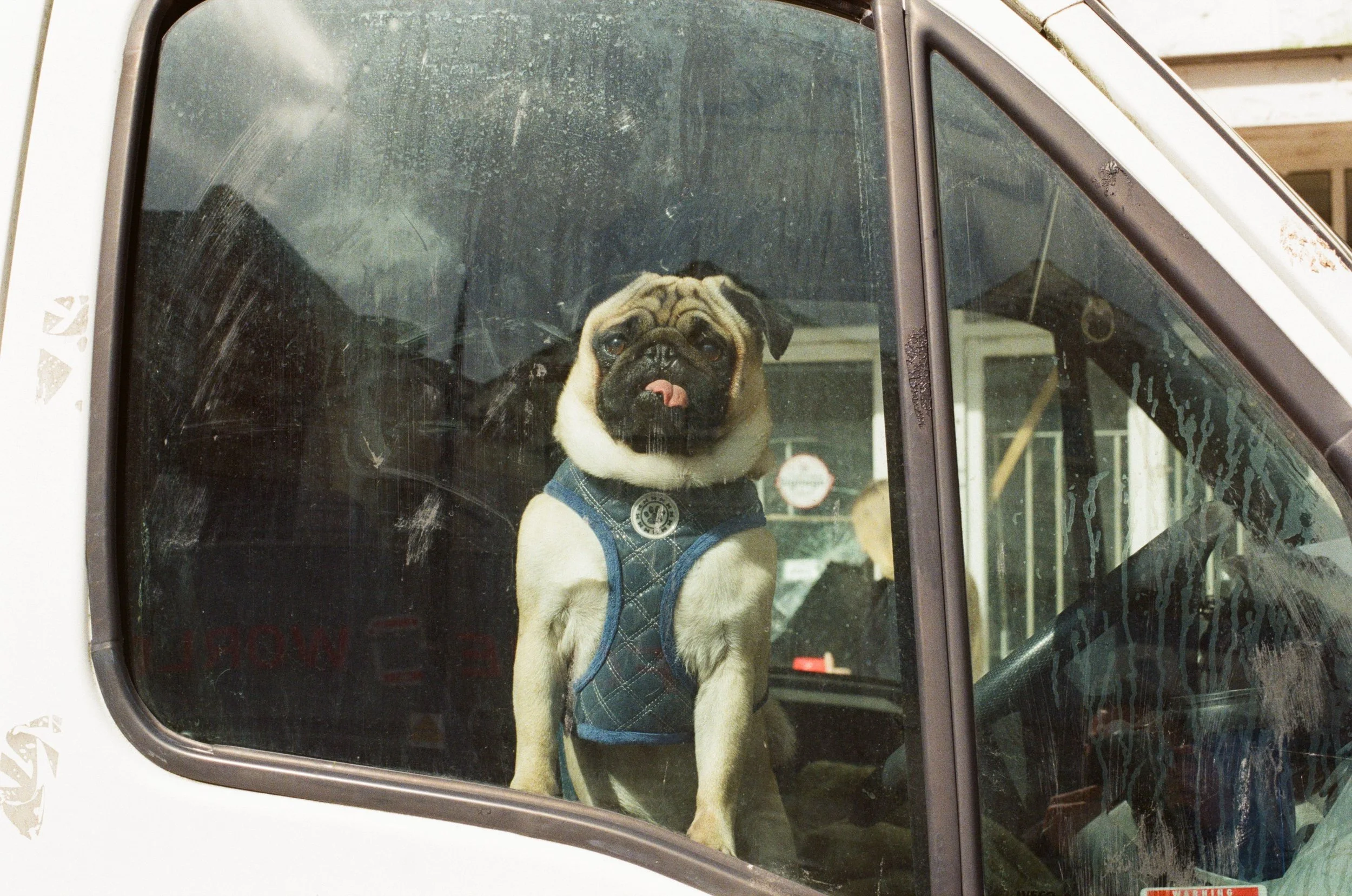 A pug dog wearing a quilted harness looking out from inside a vehicle through the dirty front windshield.