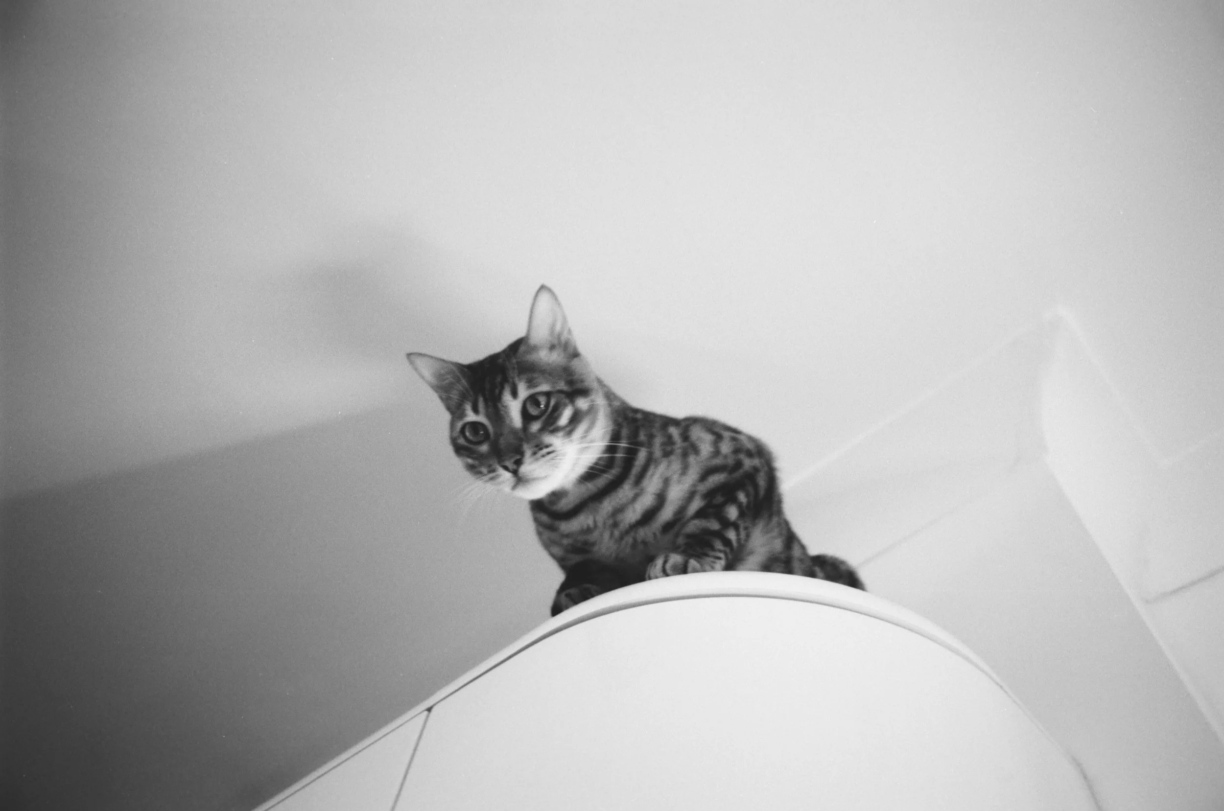 A black and white photo of a tabby cat sitting on top of a white toilet, looking directly at the camera with a curious expression.