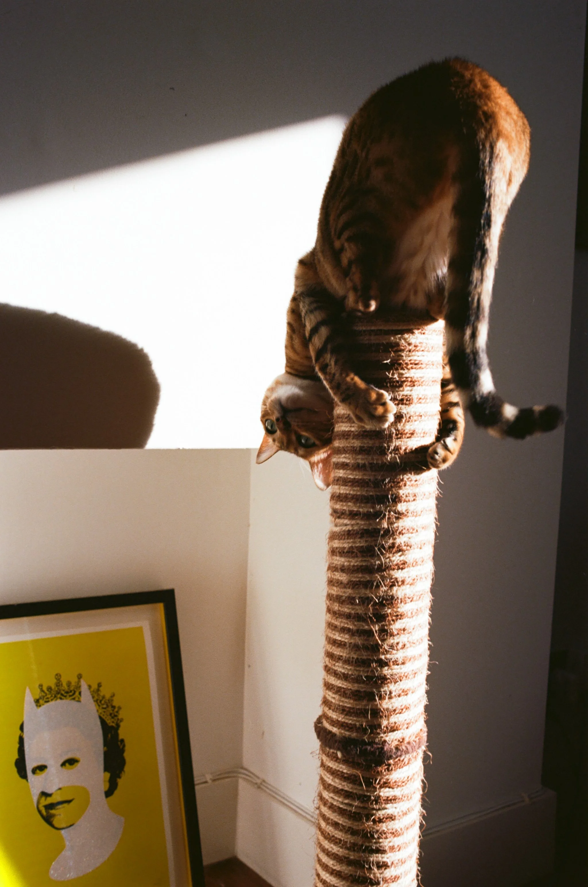 A cat with a tiger-like coat pattern perched on a scratching post. There is a yellow framed pop art portrait of a woman on the wall to the left.