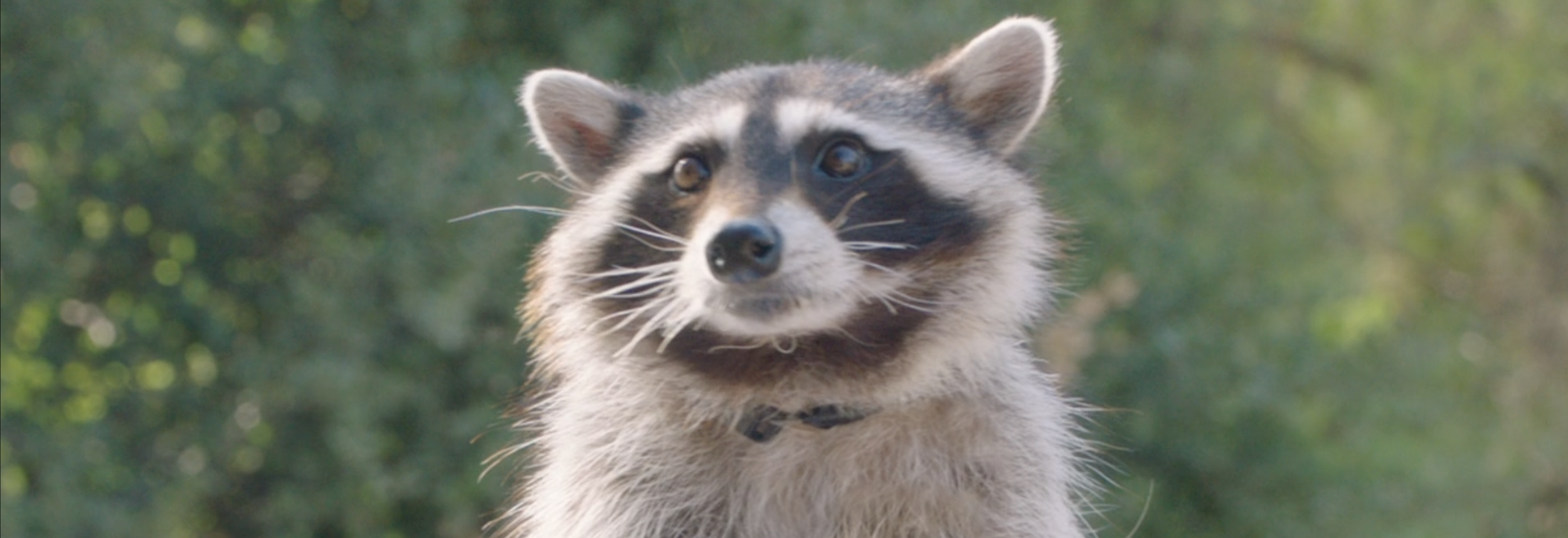Mentos: Raccoon Recycling Force