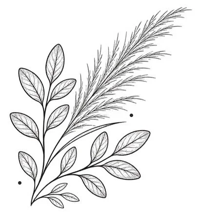 Line drawing of a botanical illustration with leaves and feathery foliage.