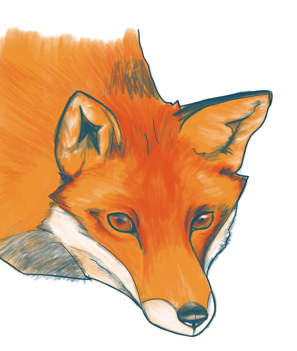 Fox illustration