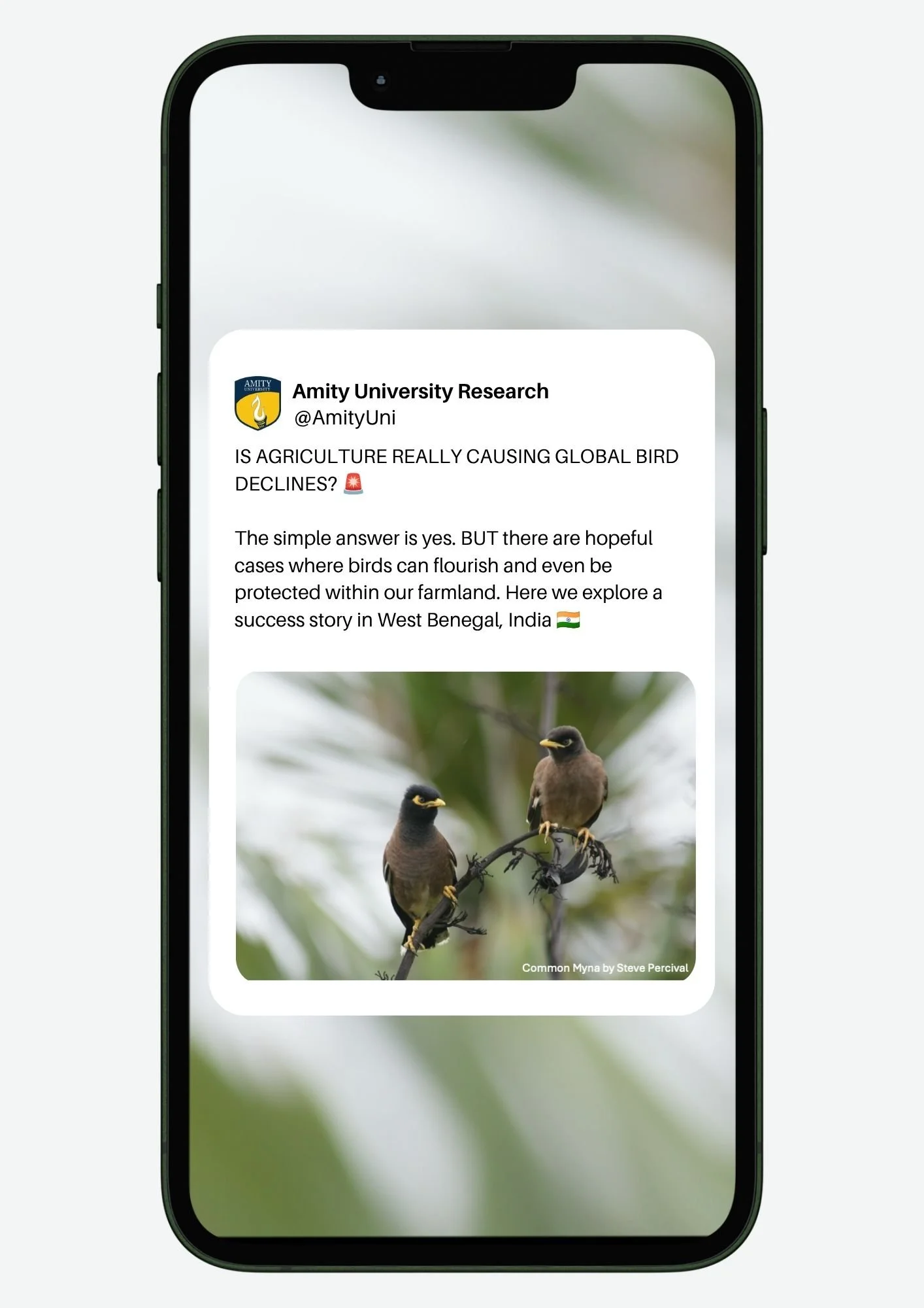 Mock up of social media thread with photo of Common Myna