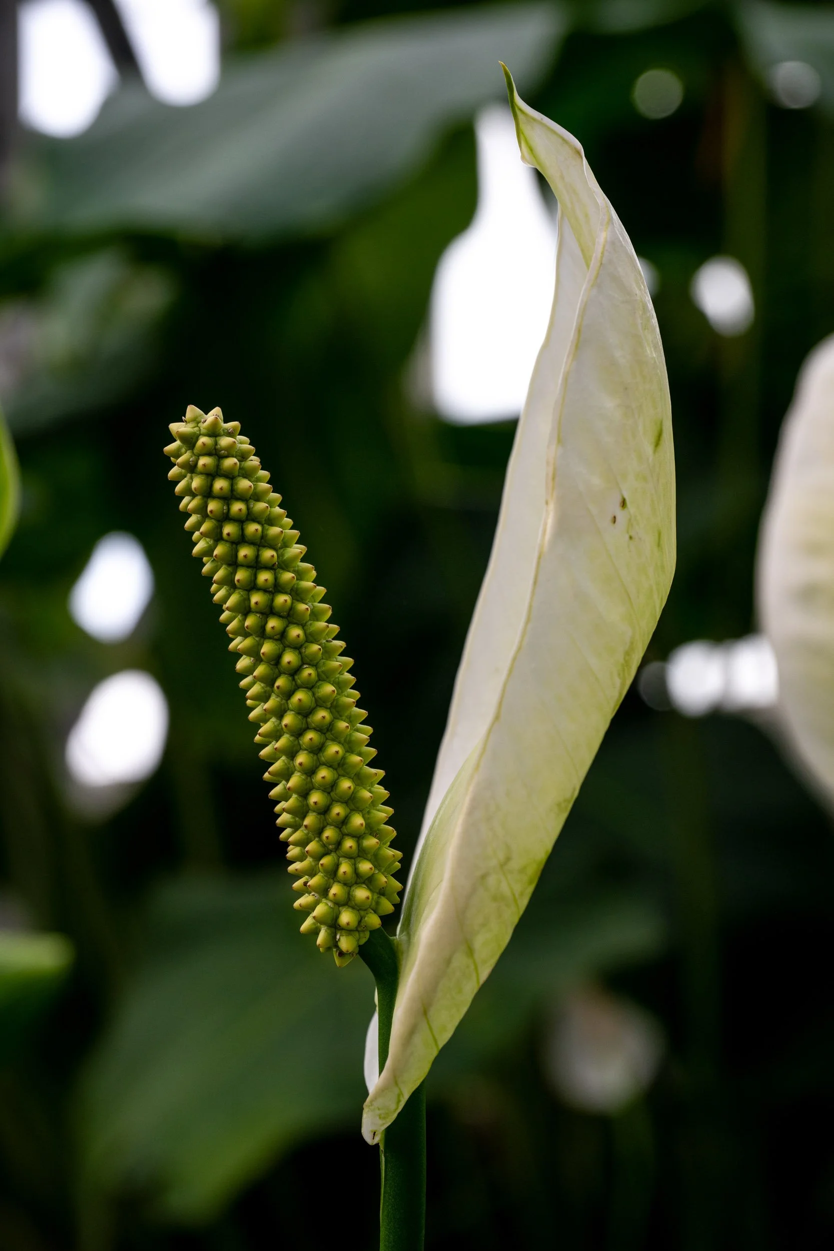 Flower White.jpg