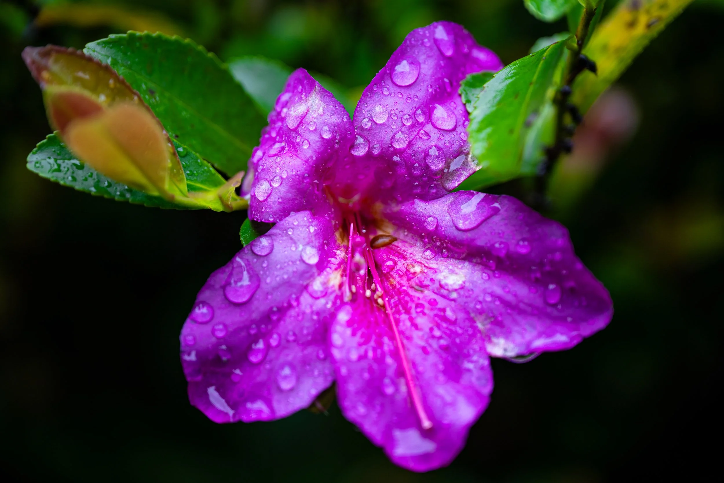 Japan Purple Flower.jpg