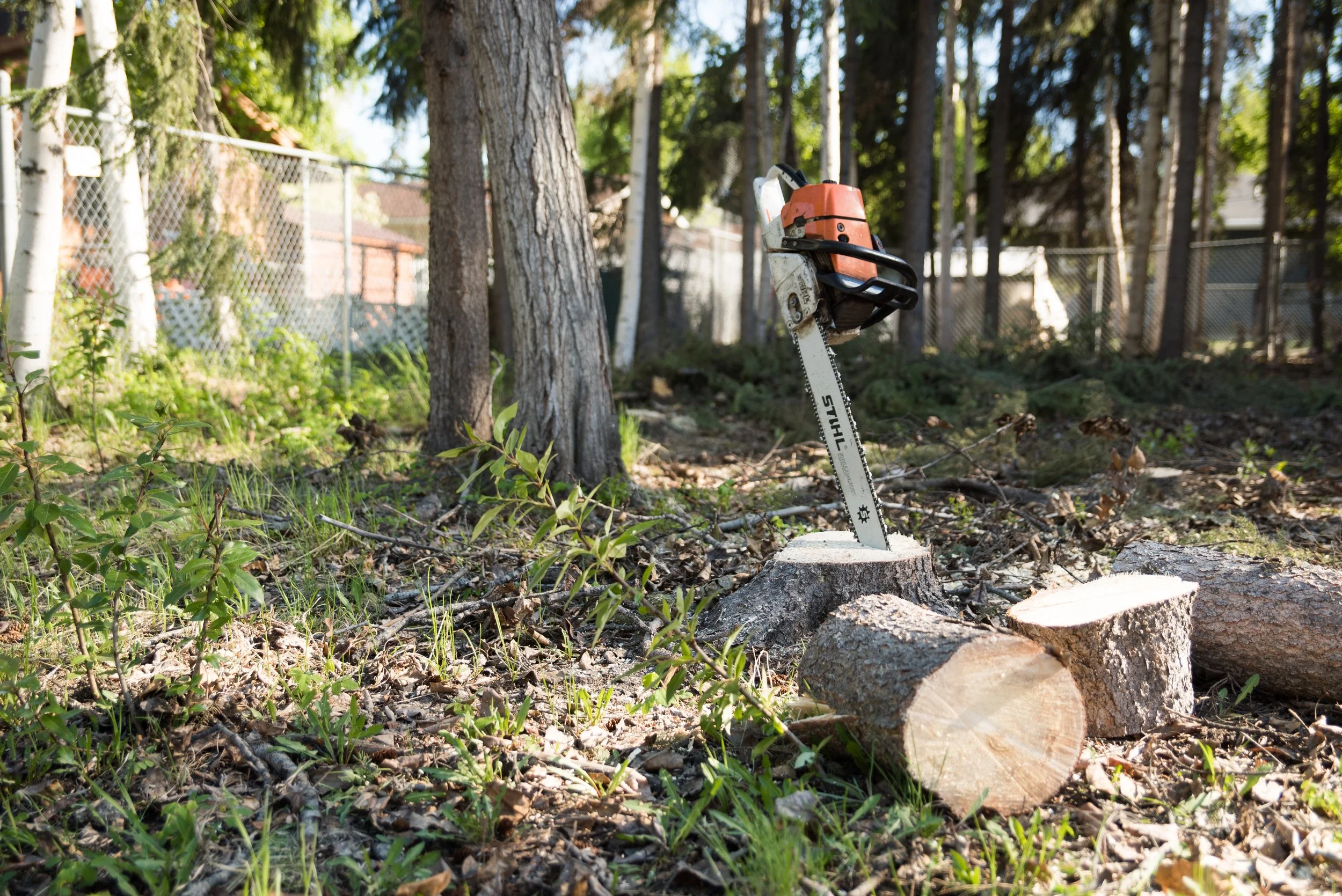 Stumpgrinders Tree Falling May 2017 (37 of 80).jpg