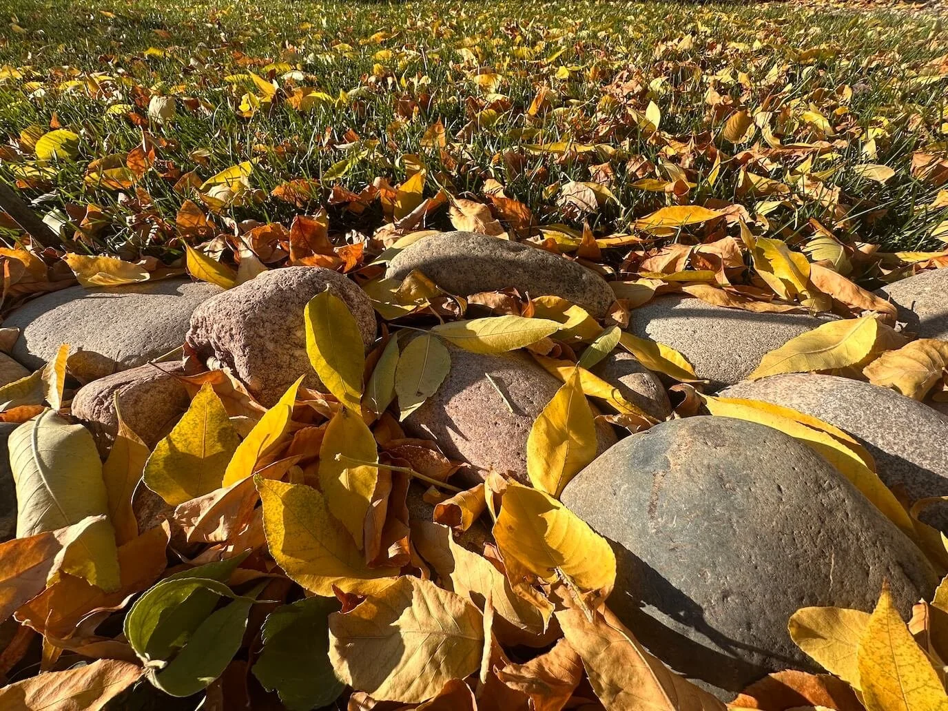 Fall leaves in backyard