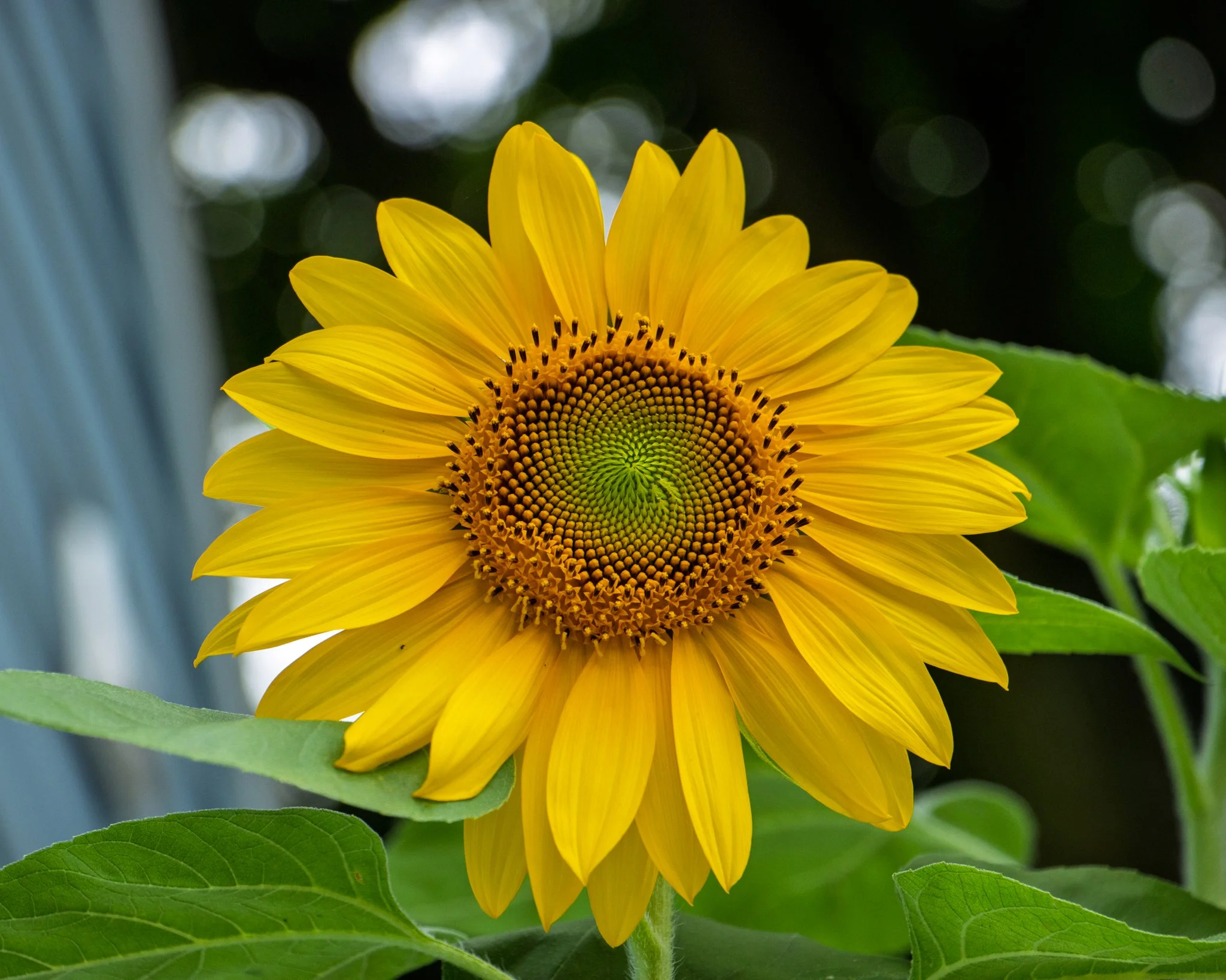 Backyard_8.17.26-18.jpg