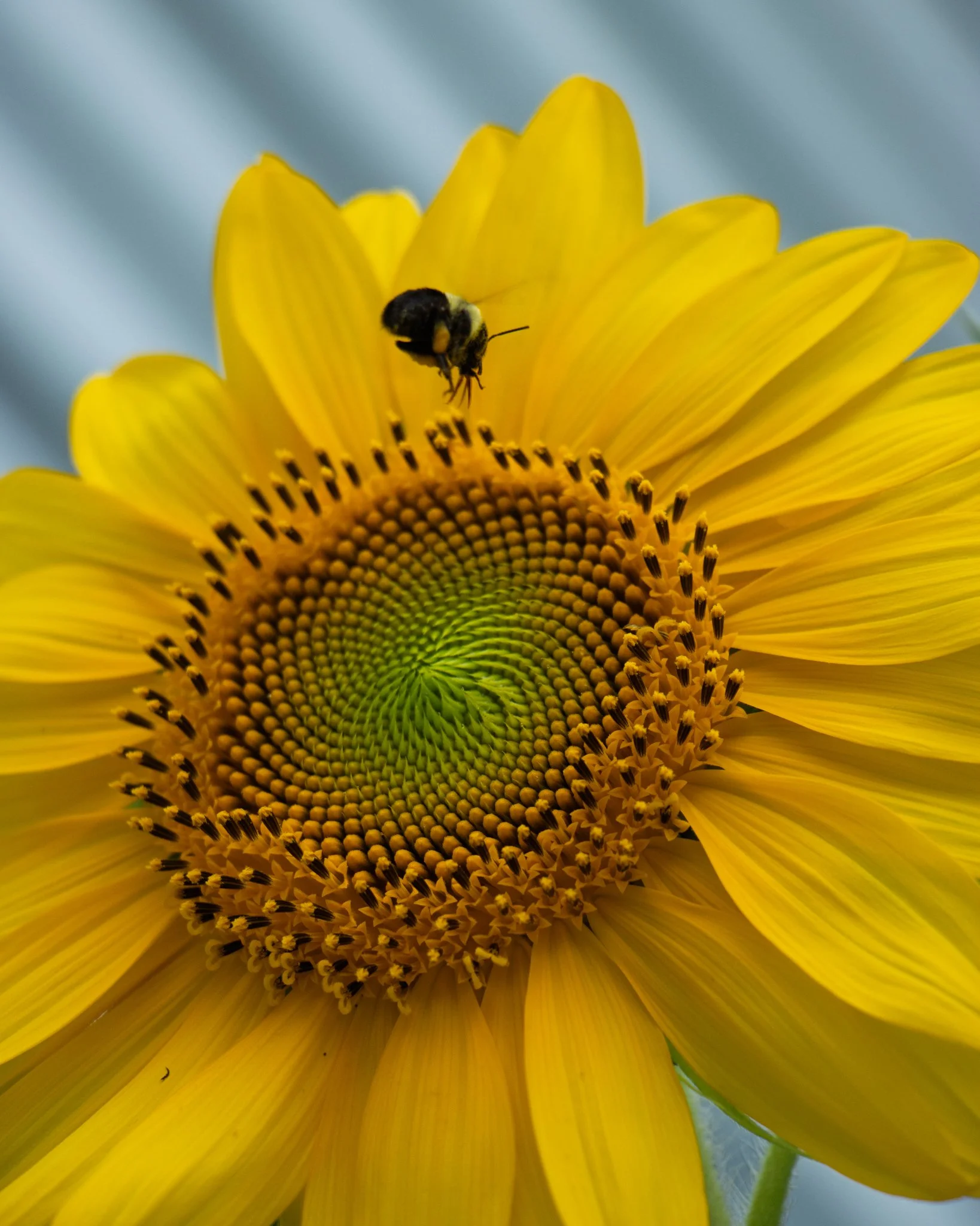 Backyard_8.17.26.jpg