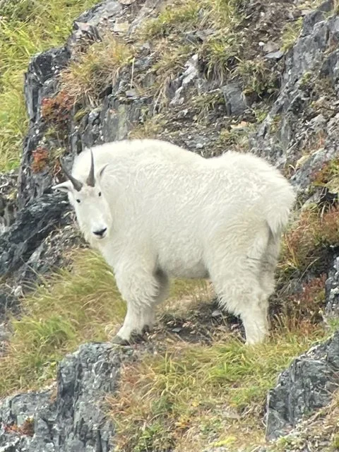 Kodiak mountain goat Backpack Hunt