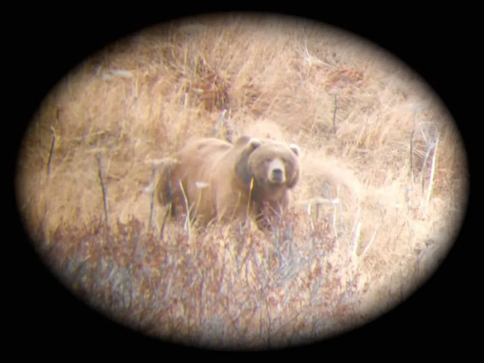 Kodiak Brown bear through spotting scope