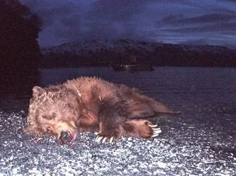 Beaver laying on its side on snowy ground near water at dusk, Kodiak Brown Bear Hunt guided by Jason Bunch of Kodiak Backcountry Adventures, LLC in remote Kodiak Island Alaska
