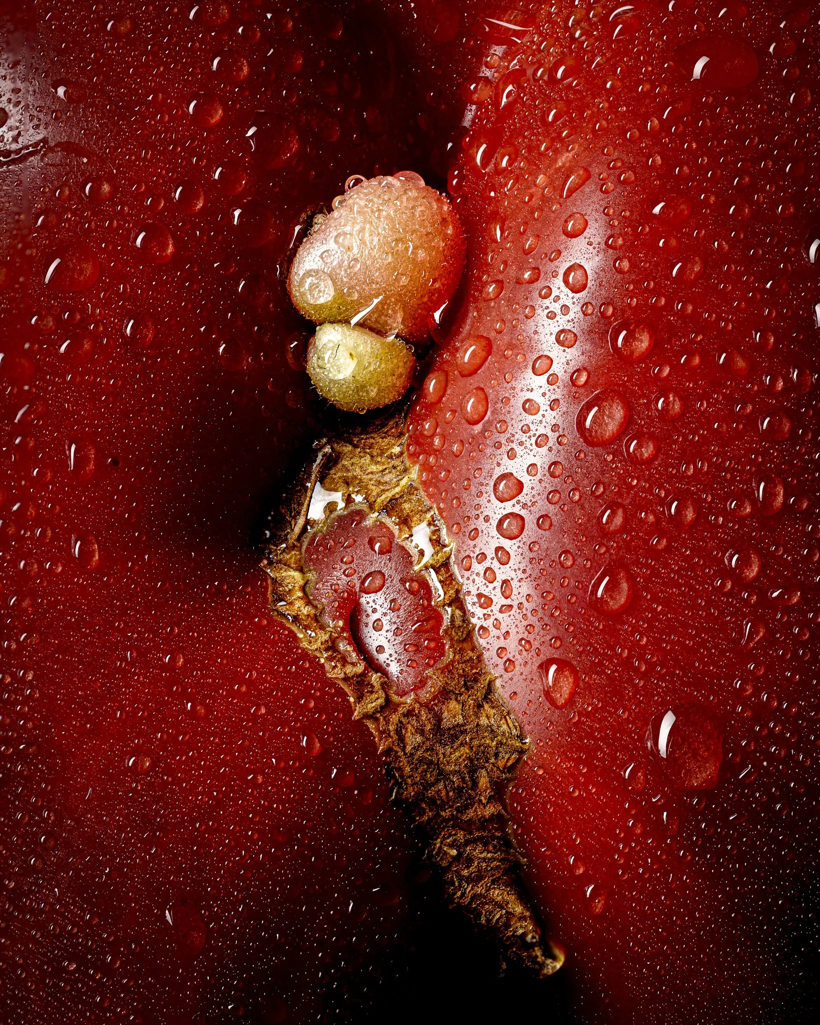 This series was inspired by the organic sensuality and structural elegance of Georgia O’Keeffe. By merging fine art and macro photography, this collection explores botanical subjects, form, texture, and light.