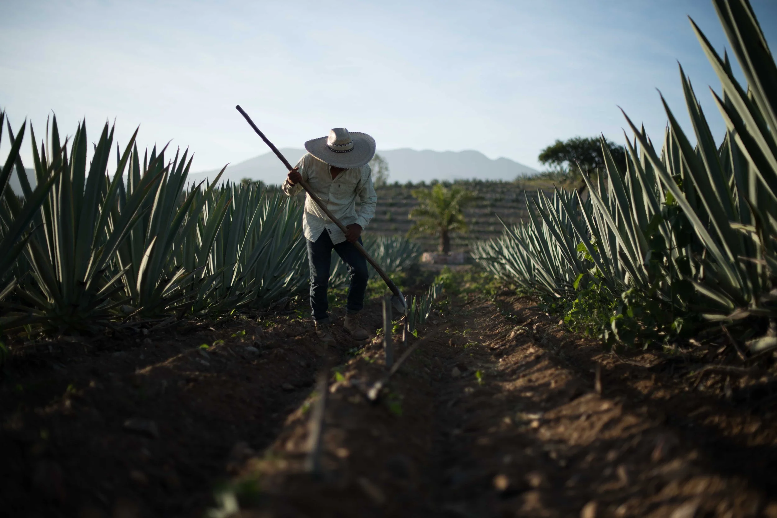 A person wearing a large sunhat and casual clothing is working in an agave field, using a long tool to tend the plants, with mountain scenery in the background.