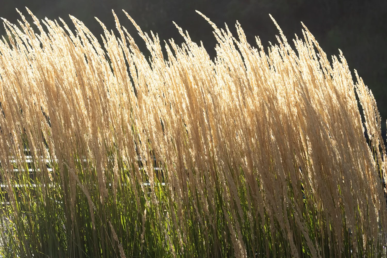 Tall, feathery ornamental grasses glowing gold in the morning sun against a dark background at the Hill City depot.
