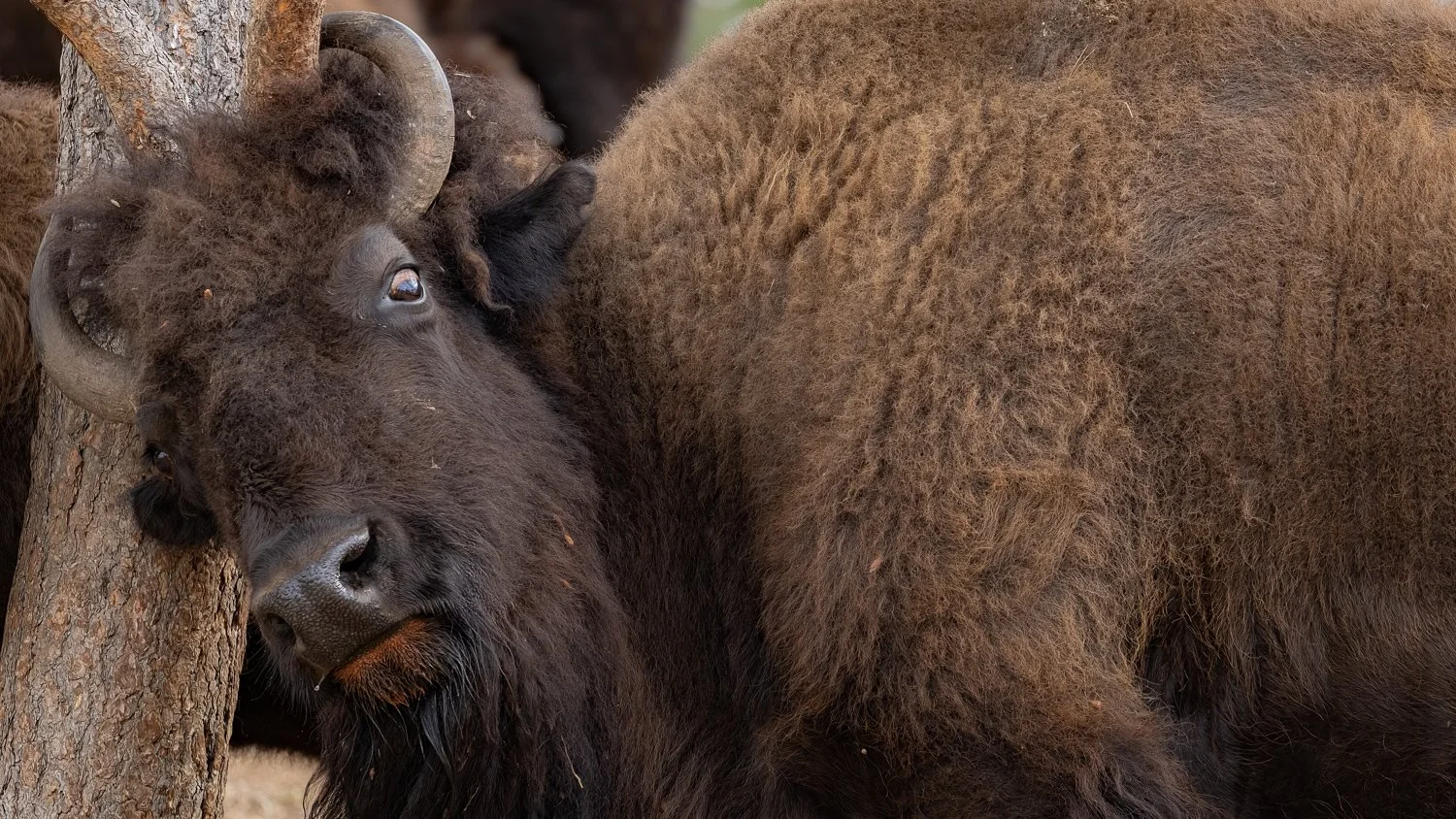 CUSTER STATE PARK: BISON, STORM CLOUDS &amp; ONE LAST SUNSET