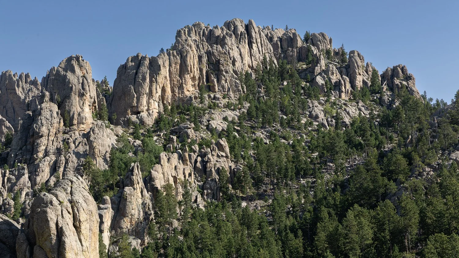 Jagged granite formations rising above pine trees in the Black Hills of South Dakota.