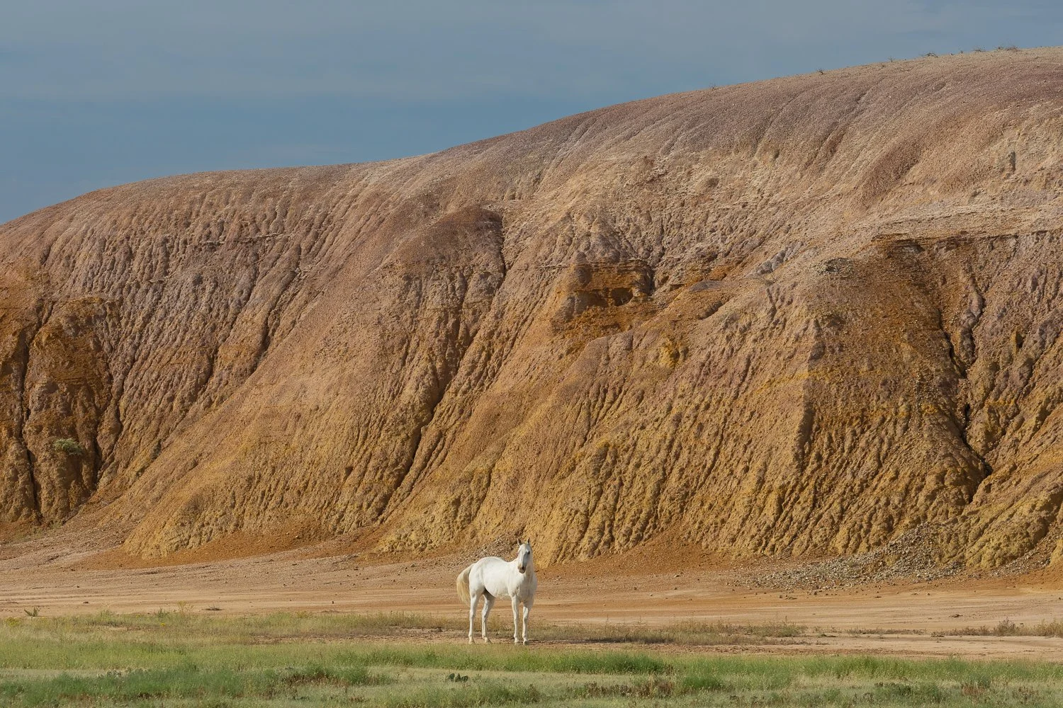 A white horse standing in a grassy field, looking toward the camera, in front of a large eroded hillside.