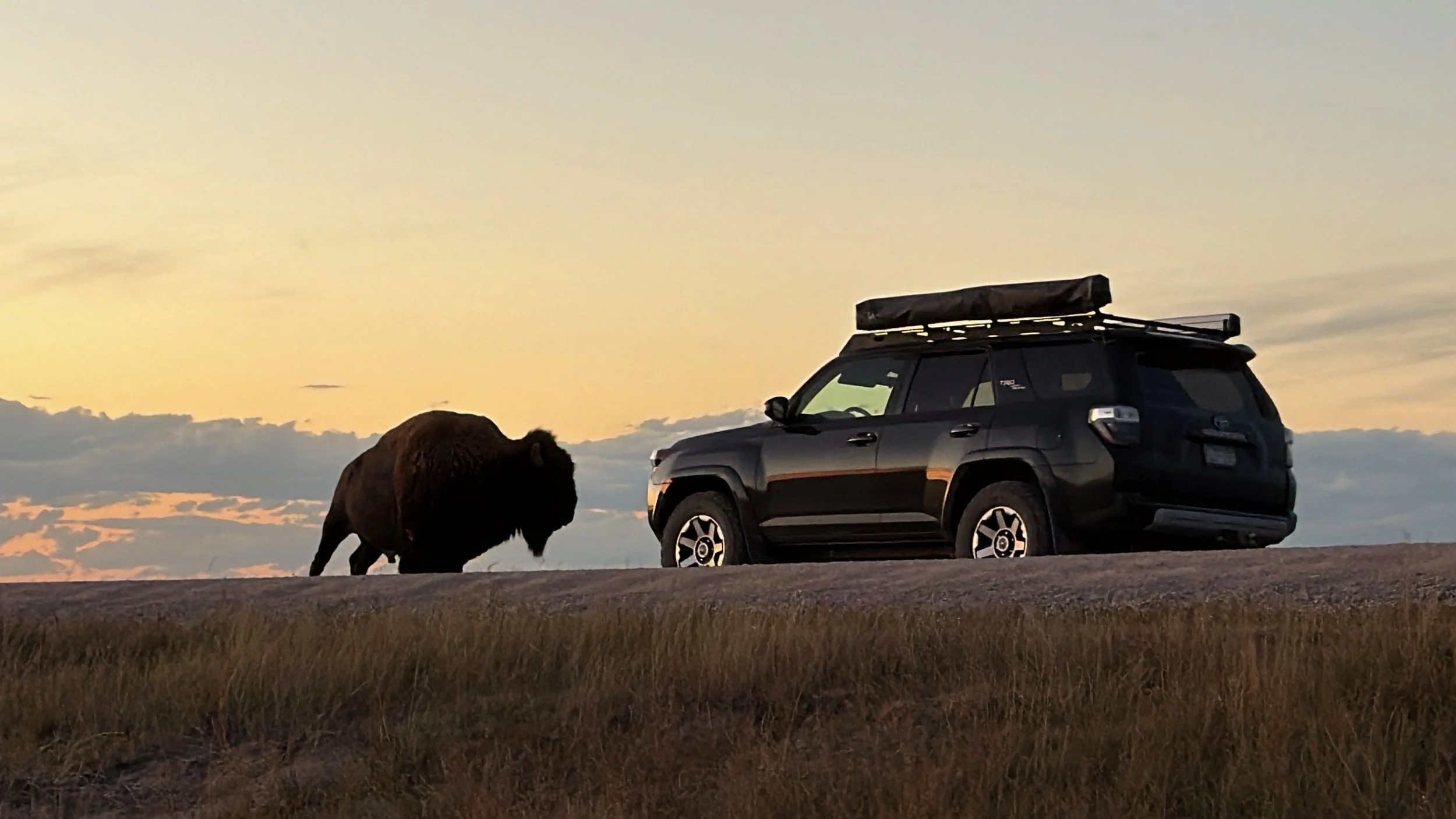 Bison using a sign as a scratching post.
