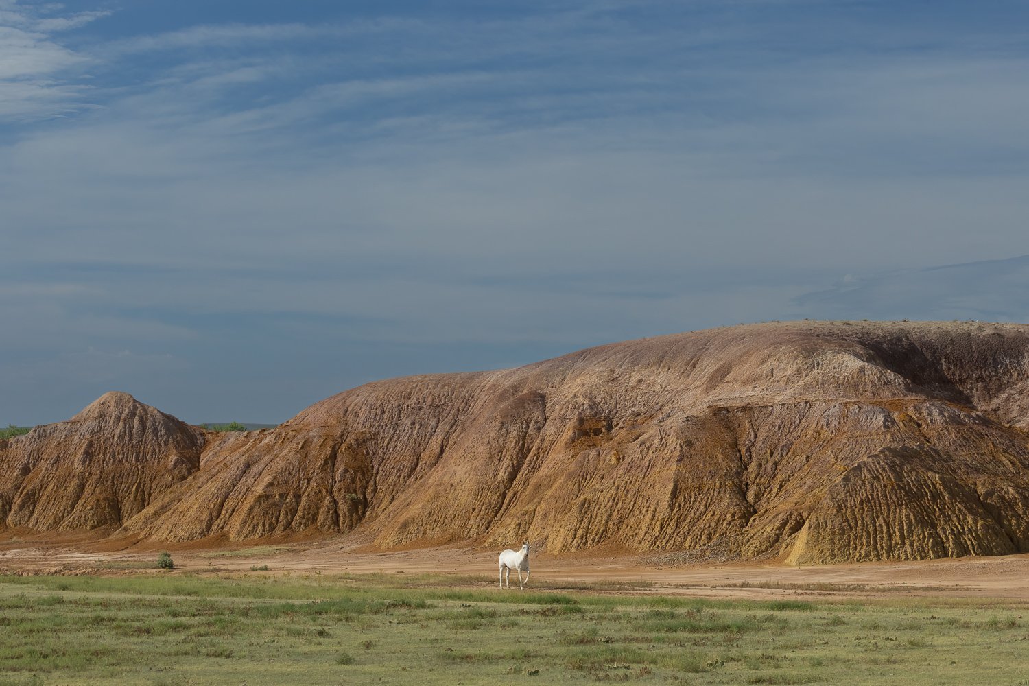 A small white horse alone in a wide grassy field below eroded Badlands hills and a big sky.